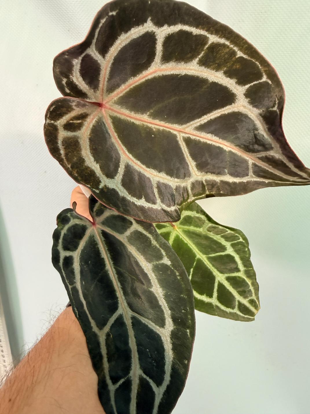 Anthurium Red Crystallinum 5