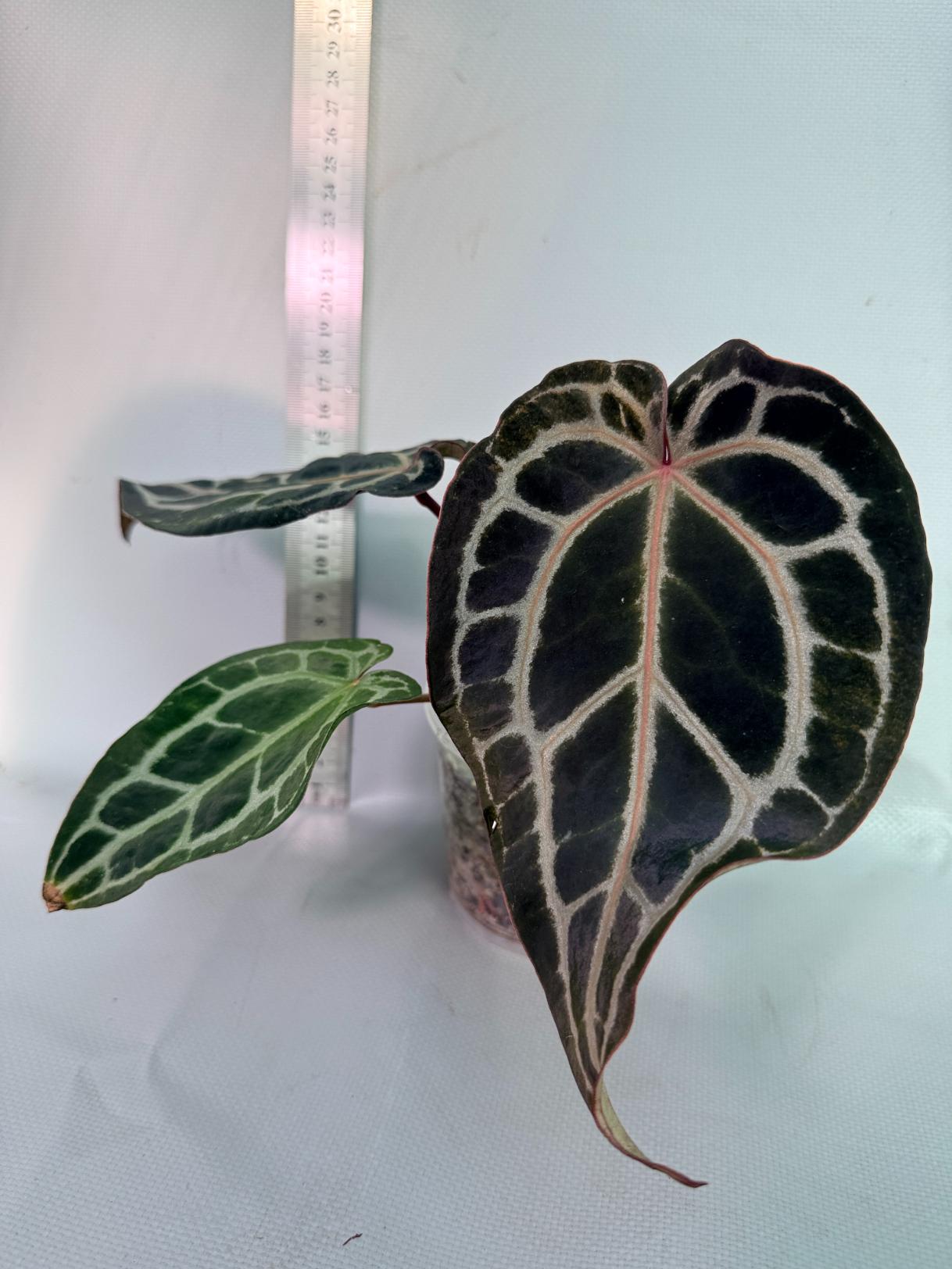 Anthurium Red Crystallinum 6