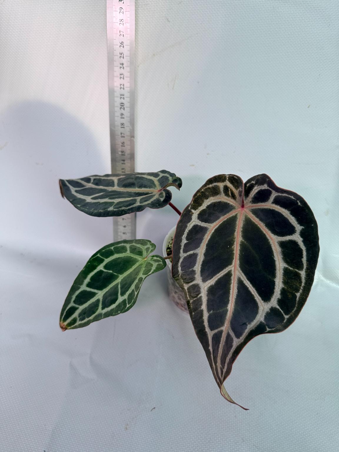Anthurium Red Crystallinum 1
