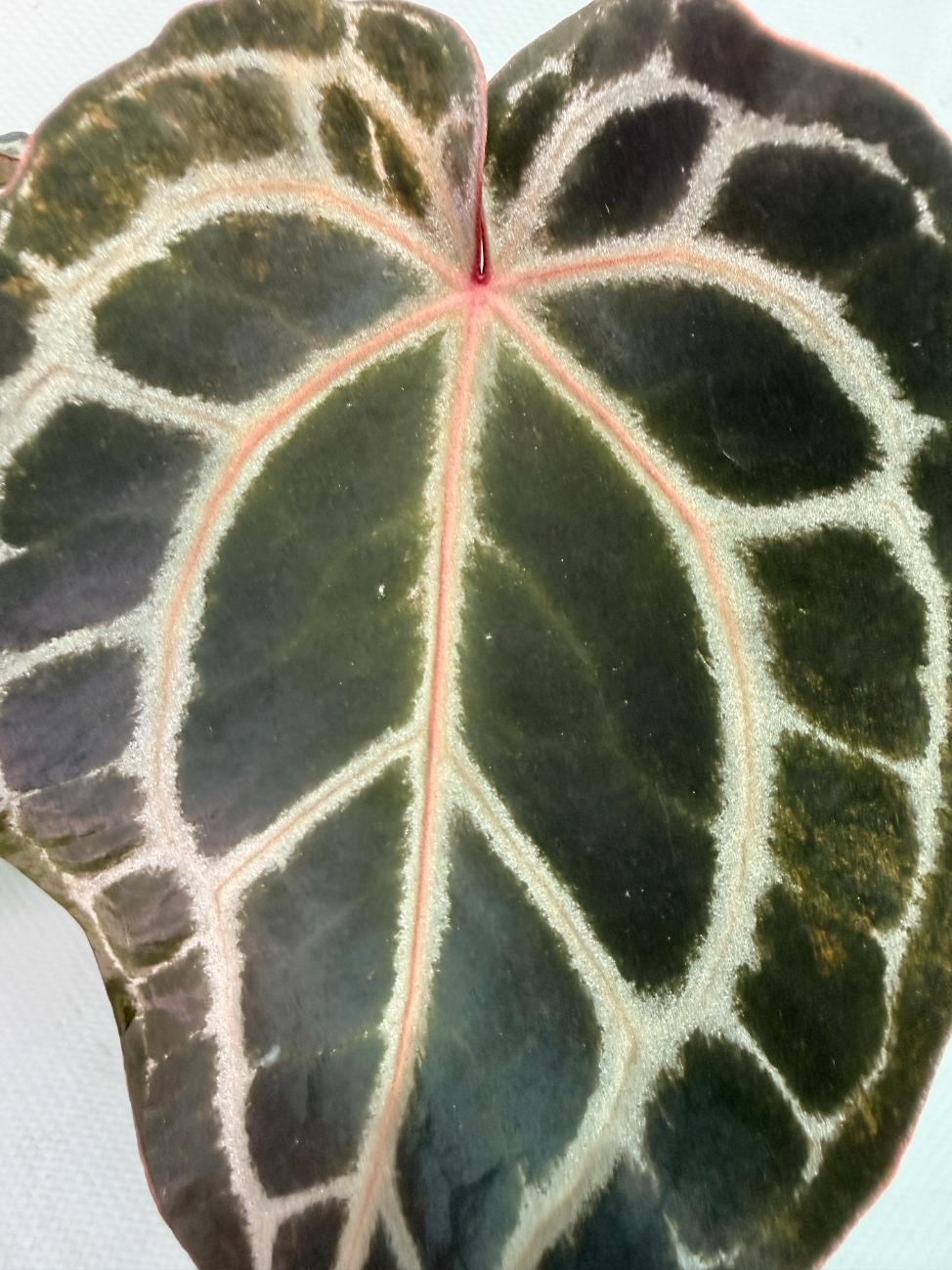 Anthurium Red Crystallinum 2