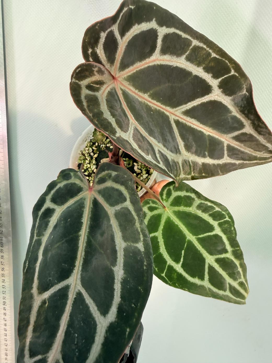 Anthurium Red Crystallinum 4