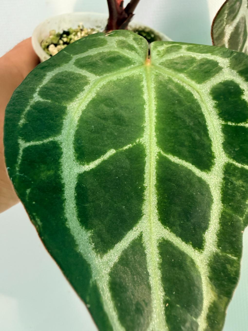 Anthurium Red Crystallinum 3