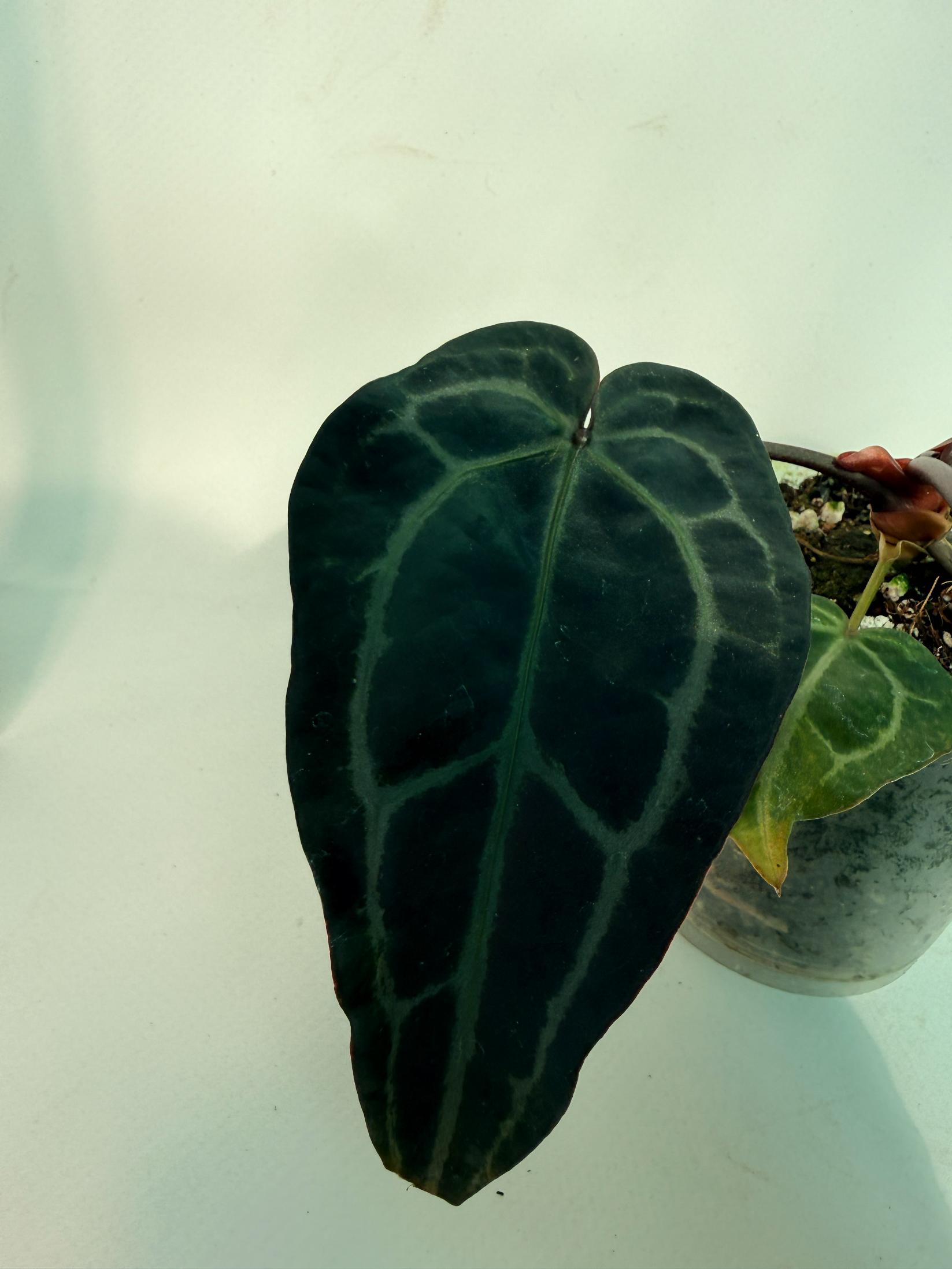 Anthurium Red Crystallinum 6