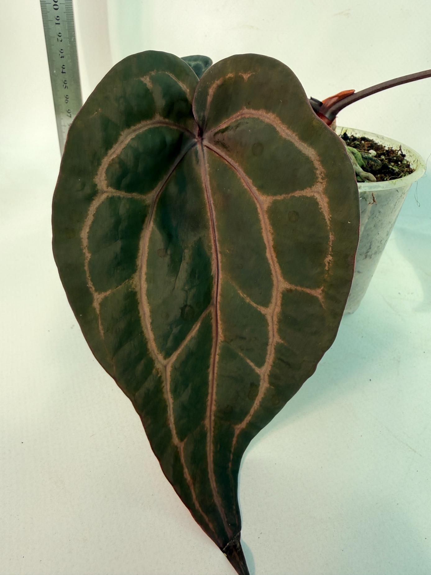 Anthurium Red Crystallinum 4