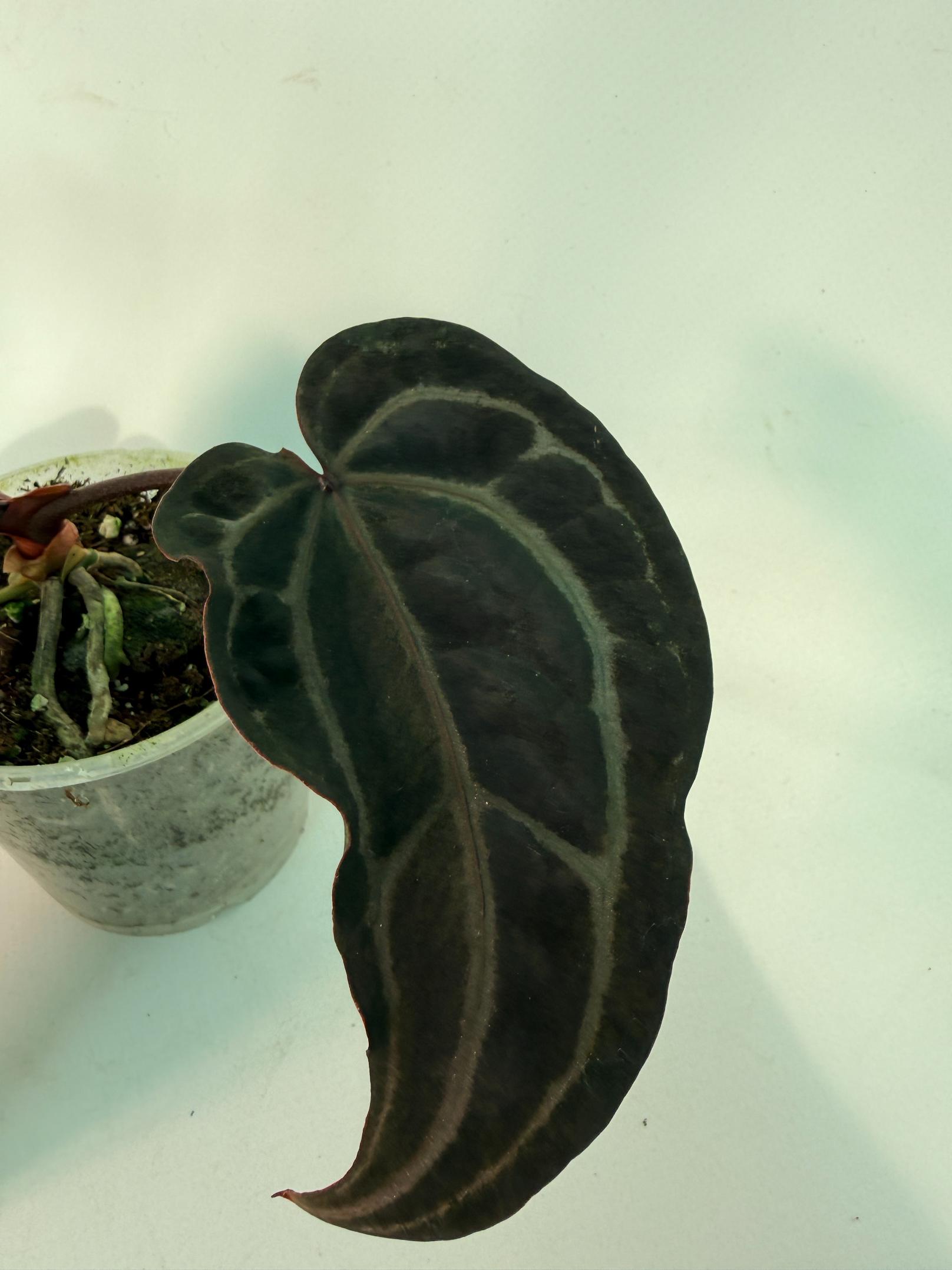 Anthurium Red Crystallinum 7