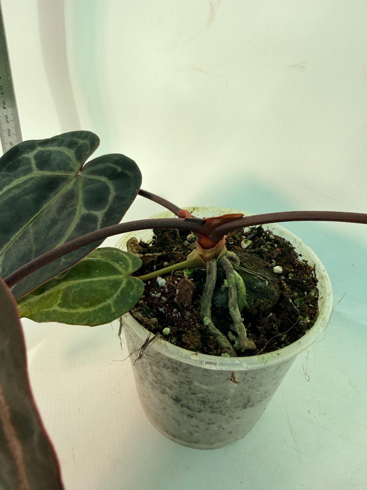 Anthurium Red Crystallinum 5