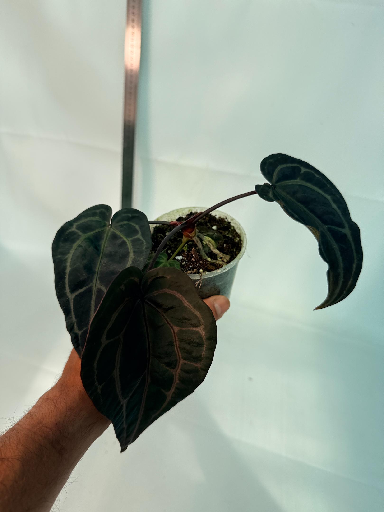 Anthurium Red Crystallinum 3