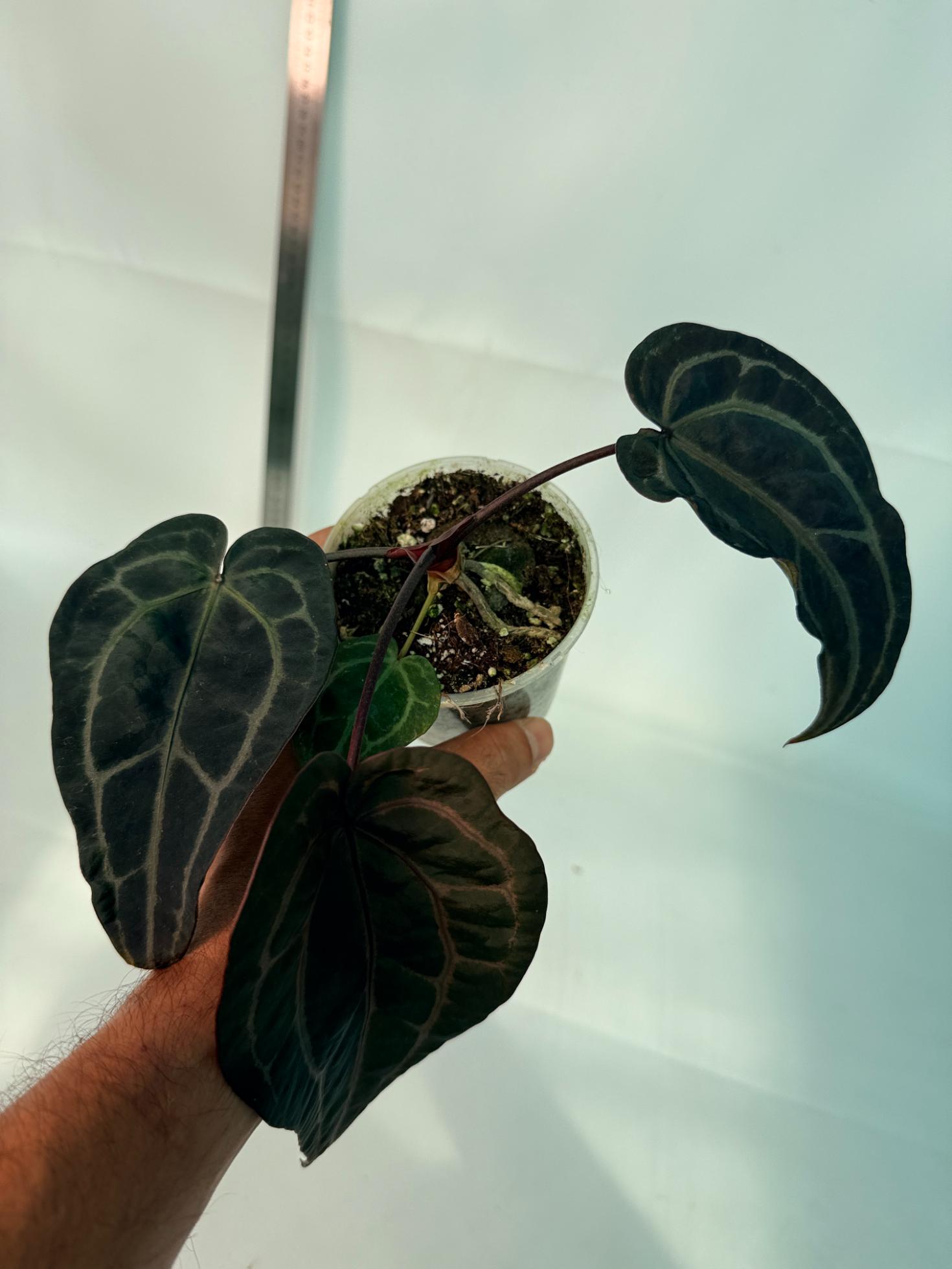 Anthurium Red Crystallinum 8