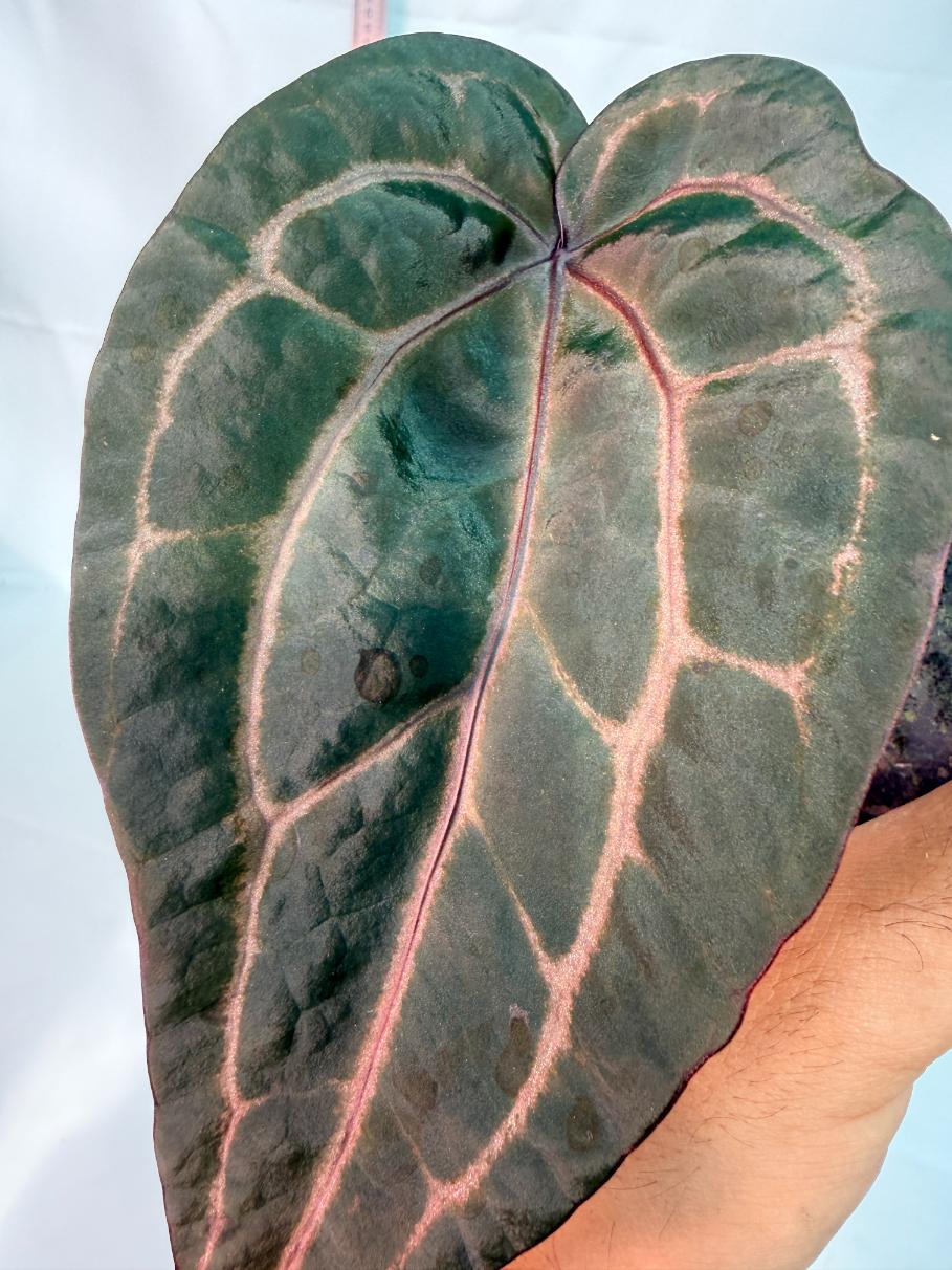 Anthurium Red Crystallinum 1