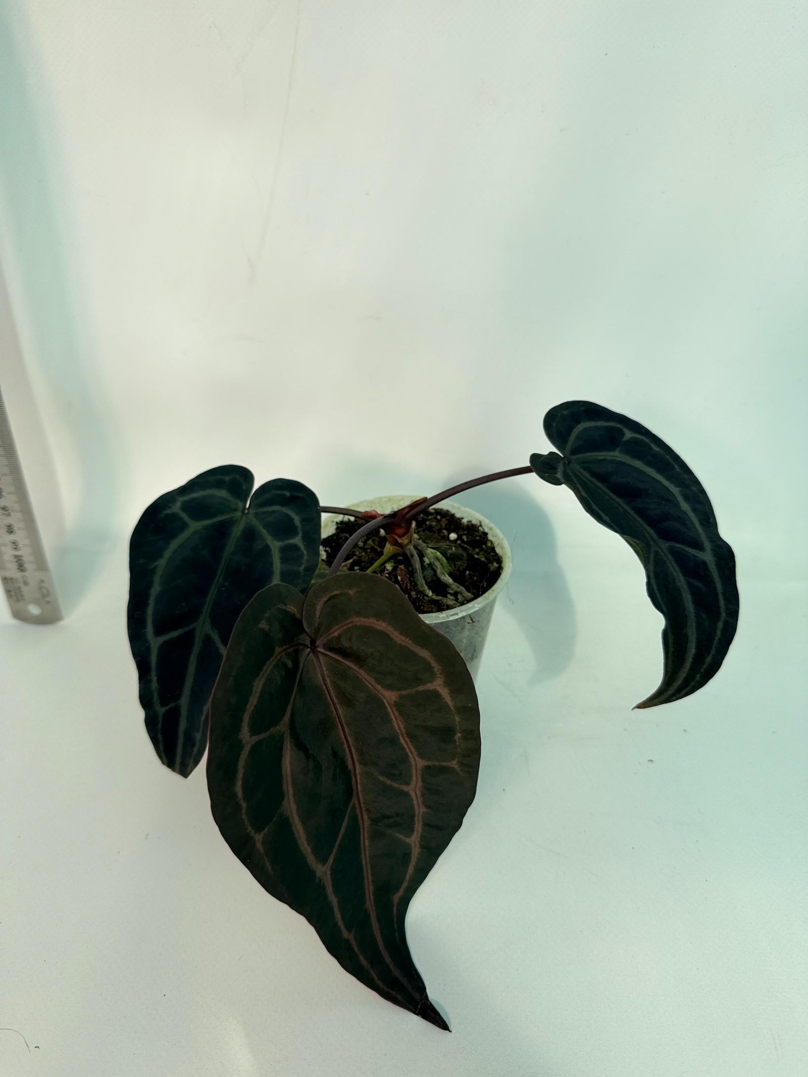 Anthurium Red Crystallinum 9