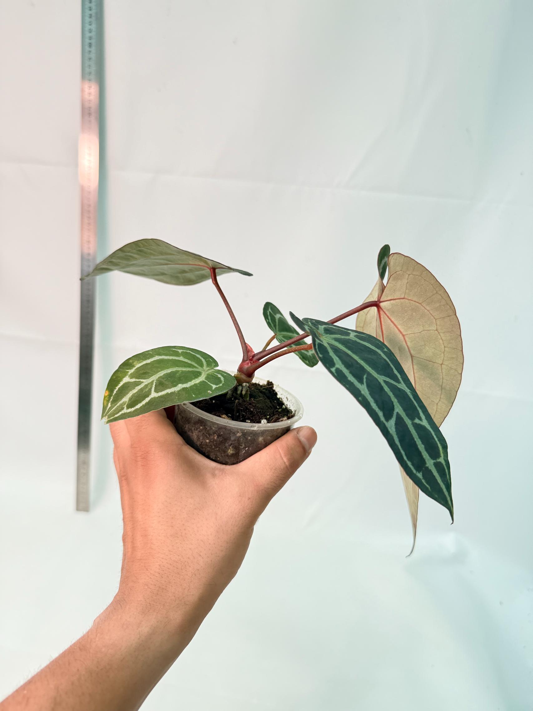 Anthurium Red Crystallinum 8