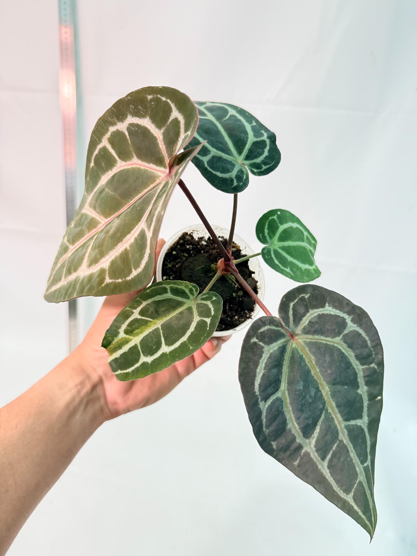 Anthurium Red Crystallinum 6