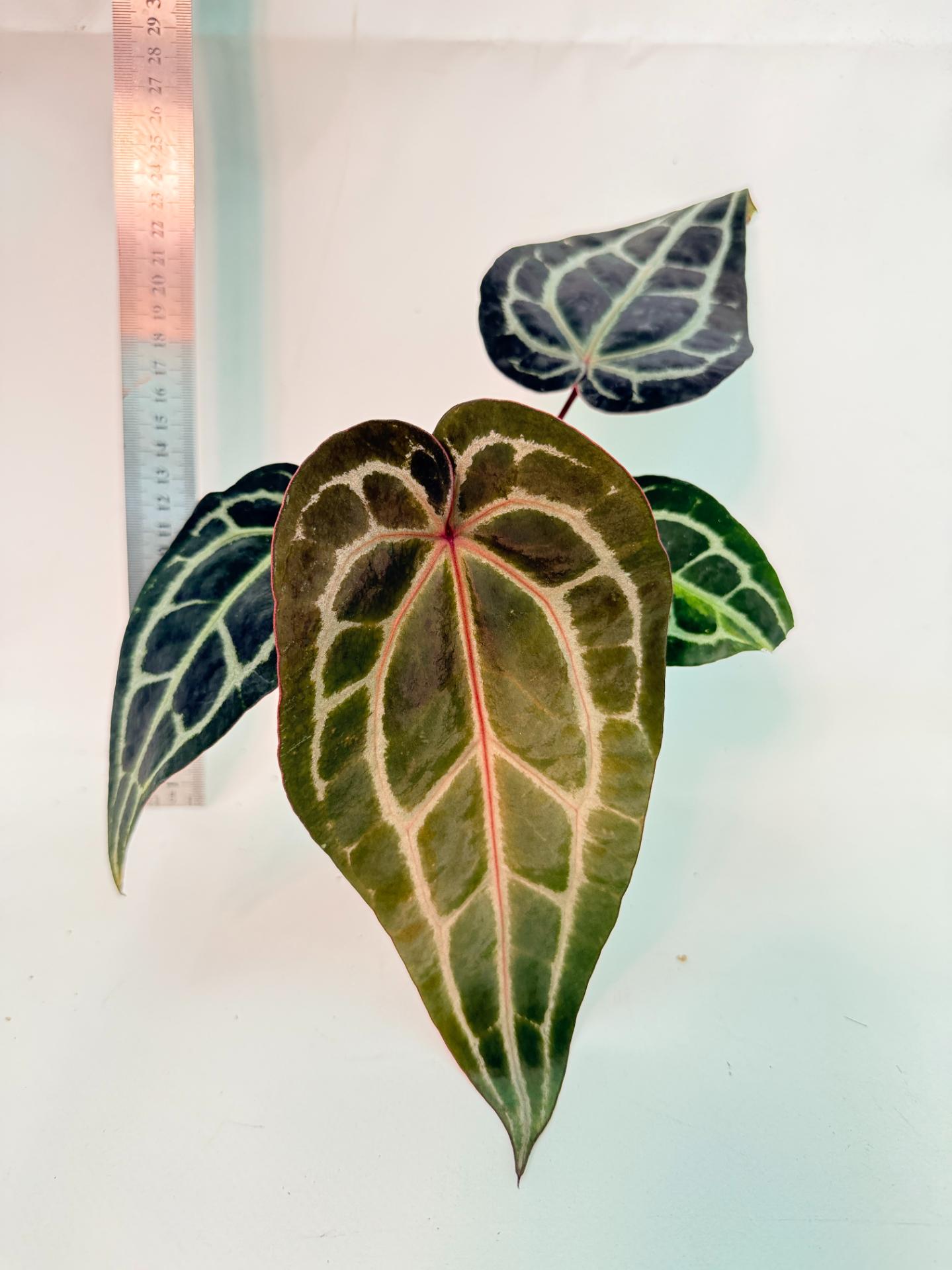 Anthurium Red Crystallinum 1