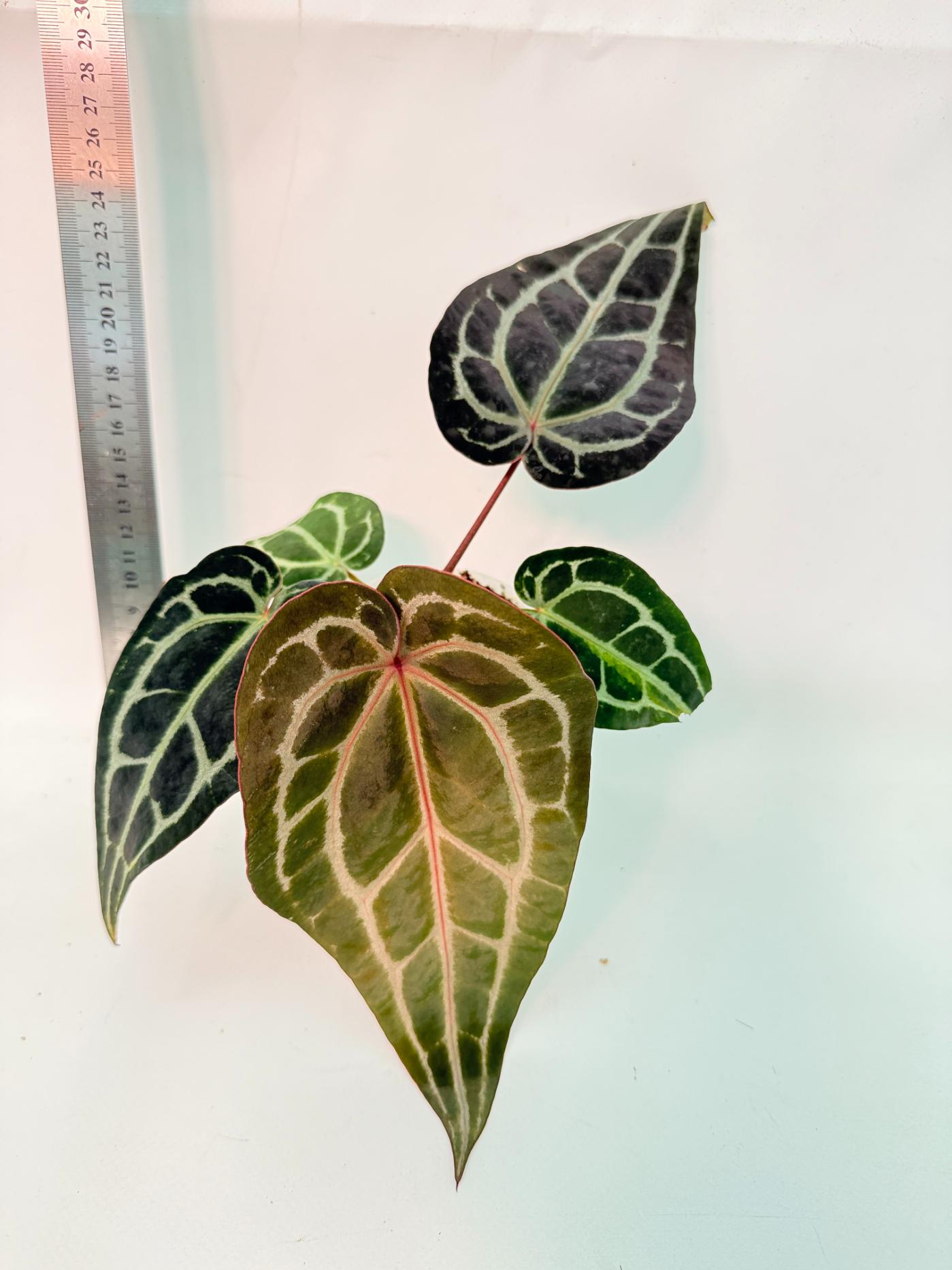 Anthurium Red Crystallinum 4