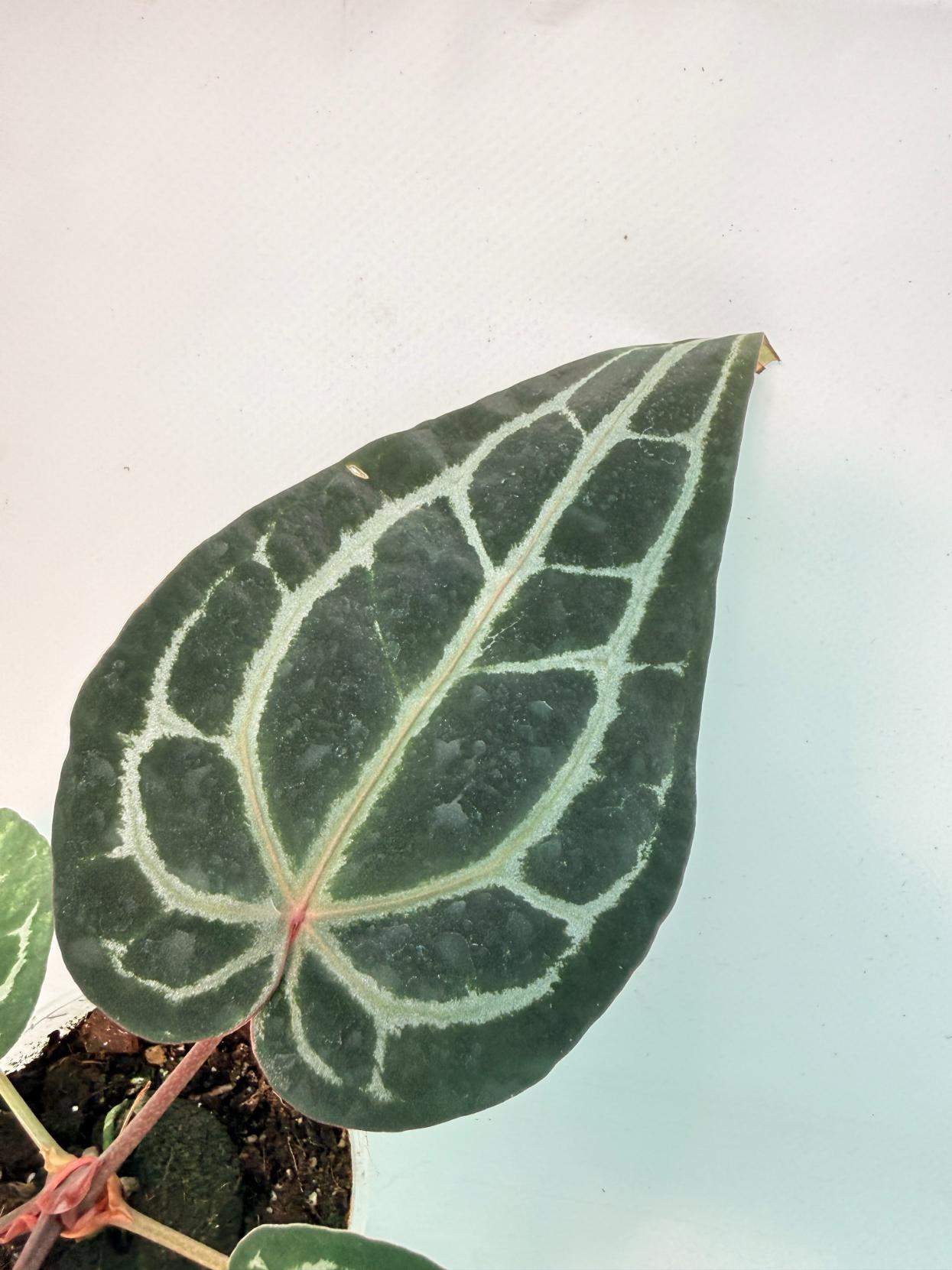 Anthurium Red Crystallinum 9