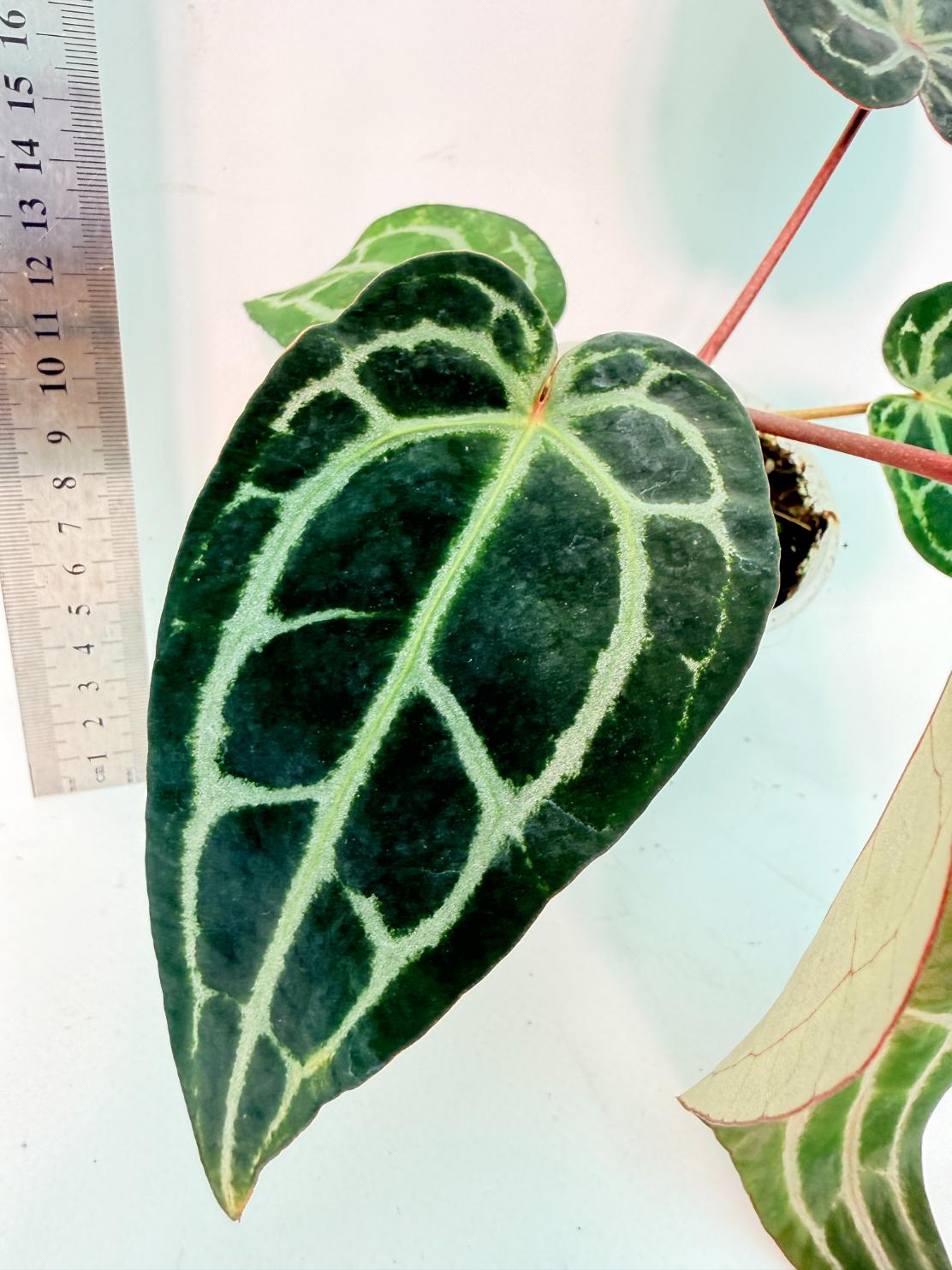 Anthurium Red Crystallinum 5