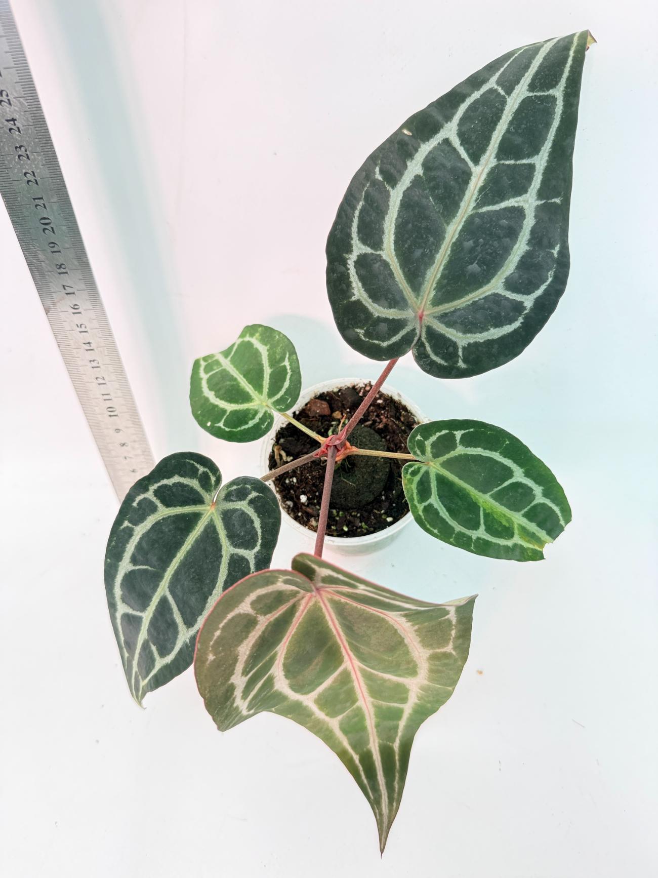 Anthurium Red Crystallinum 7
