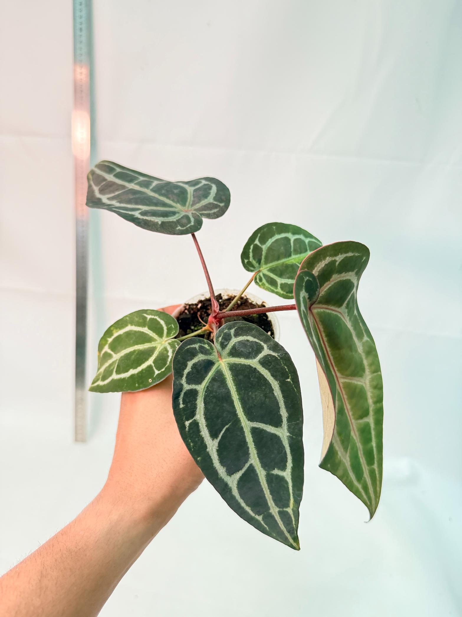 Anthurium Red Crystallinum 3