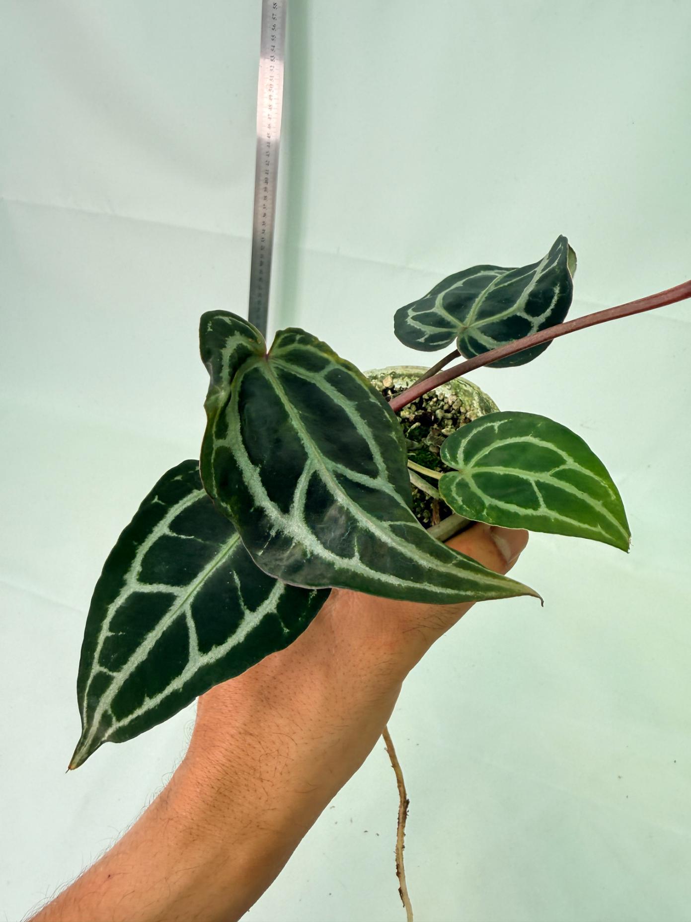 Anthurium Red Crystallinum 3