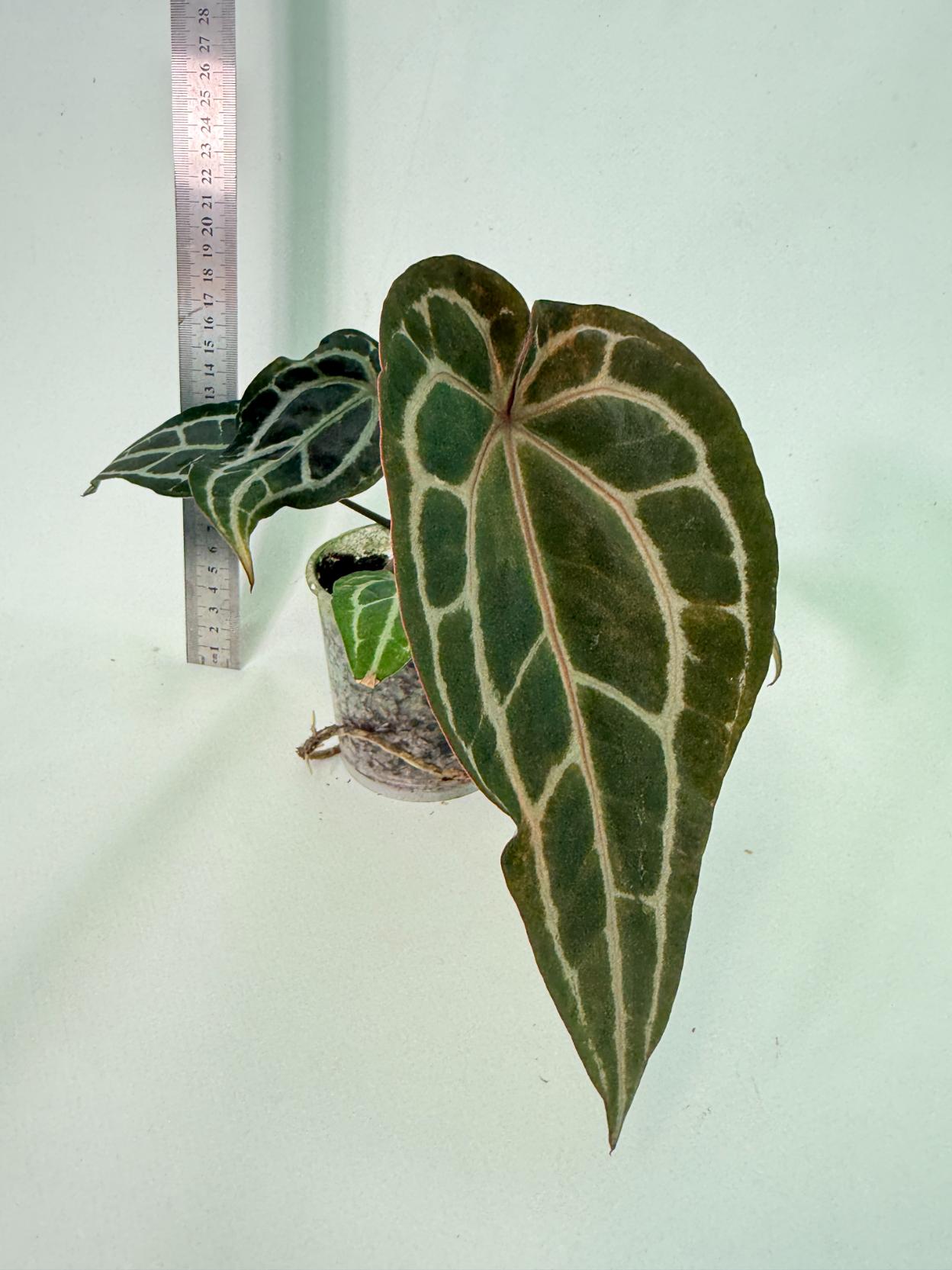 Anthurium Red Crystallinum 4