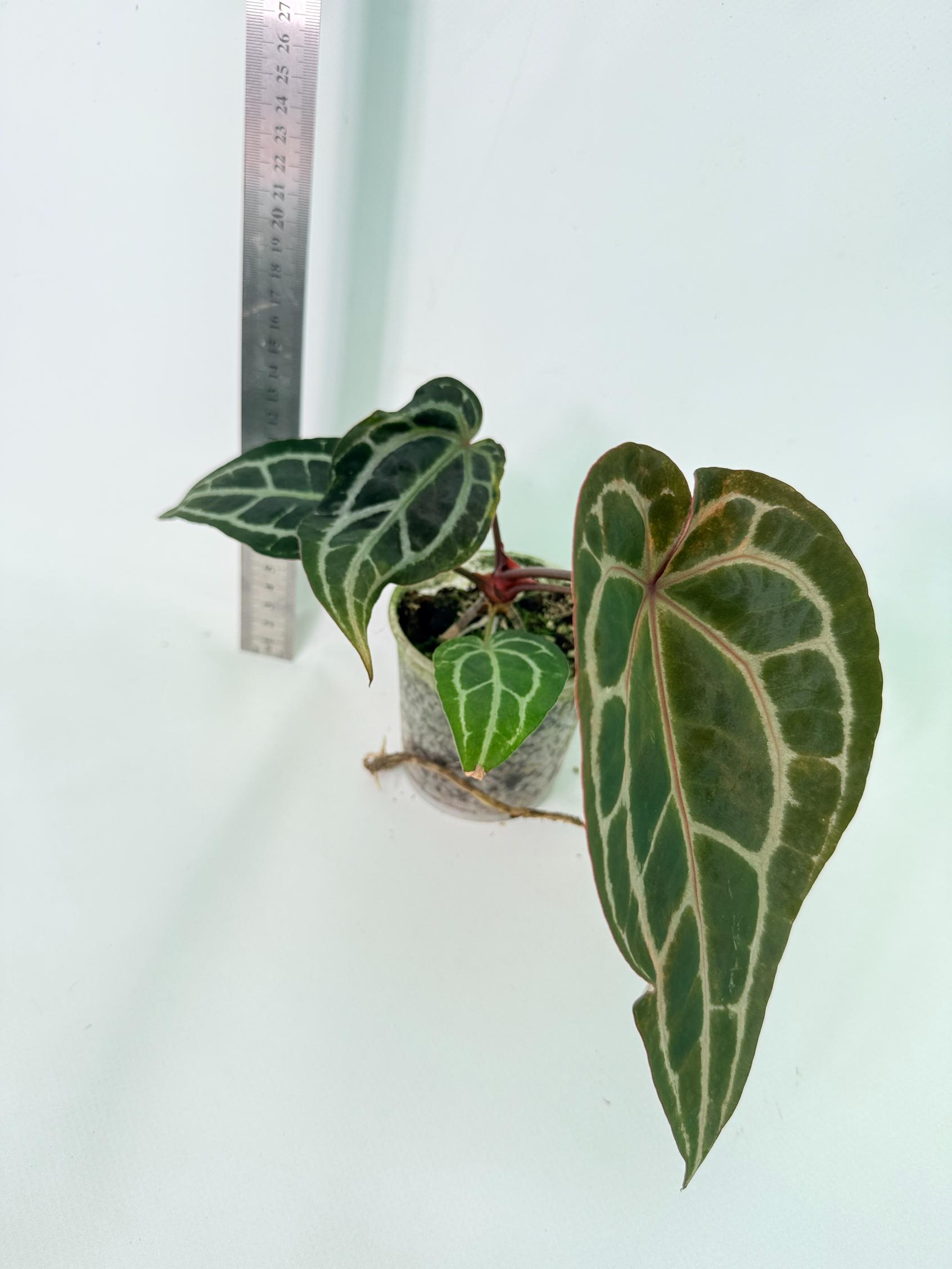 Anthurium Red Crystallinum 5