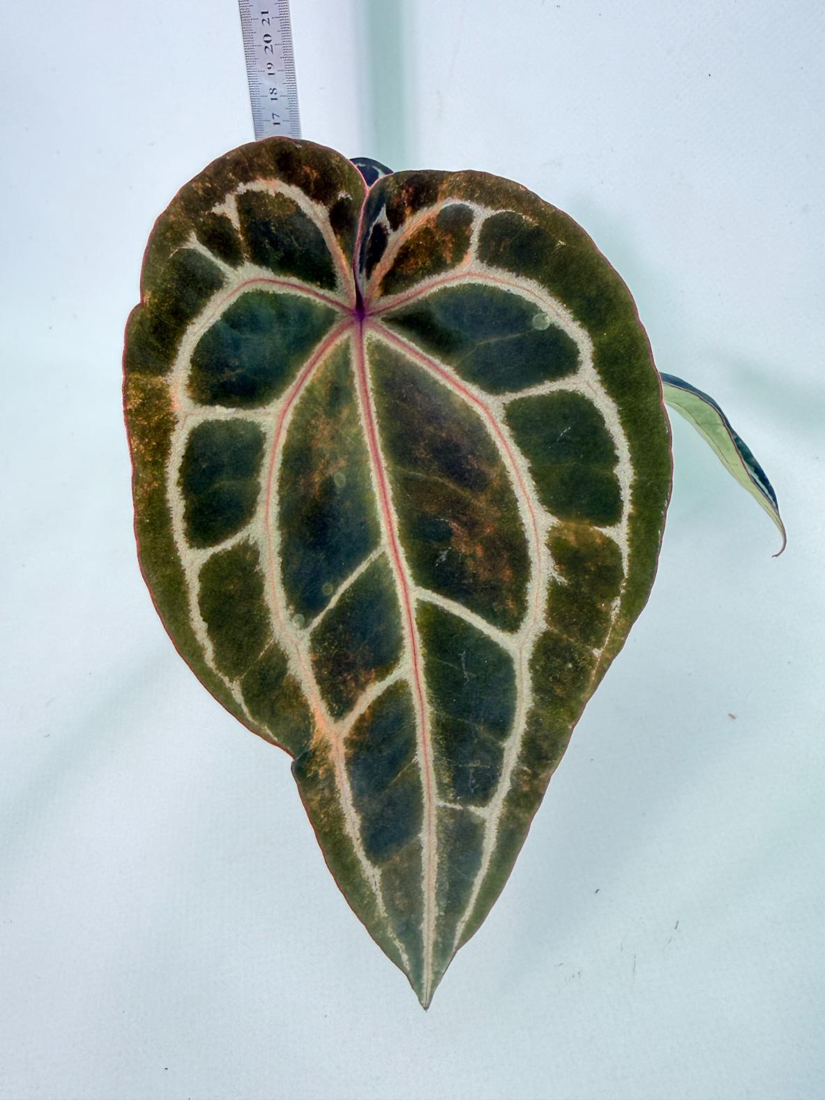 Anthurium Red Crystallinum 2