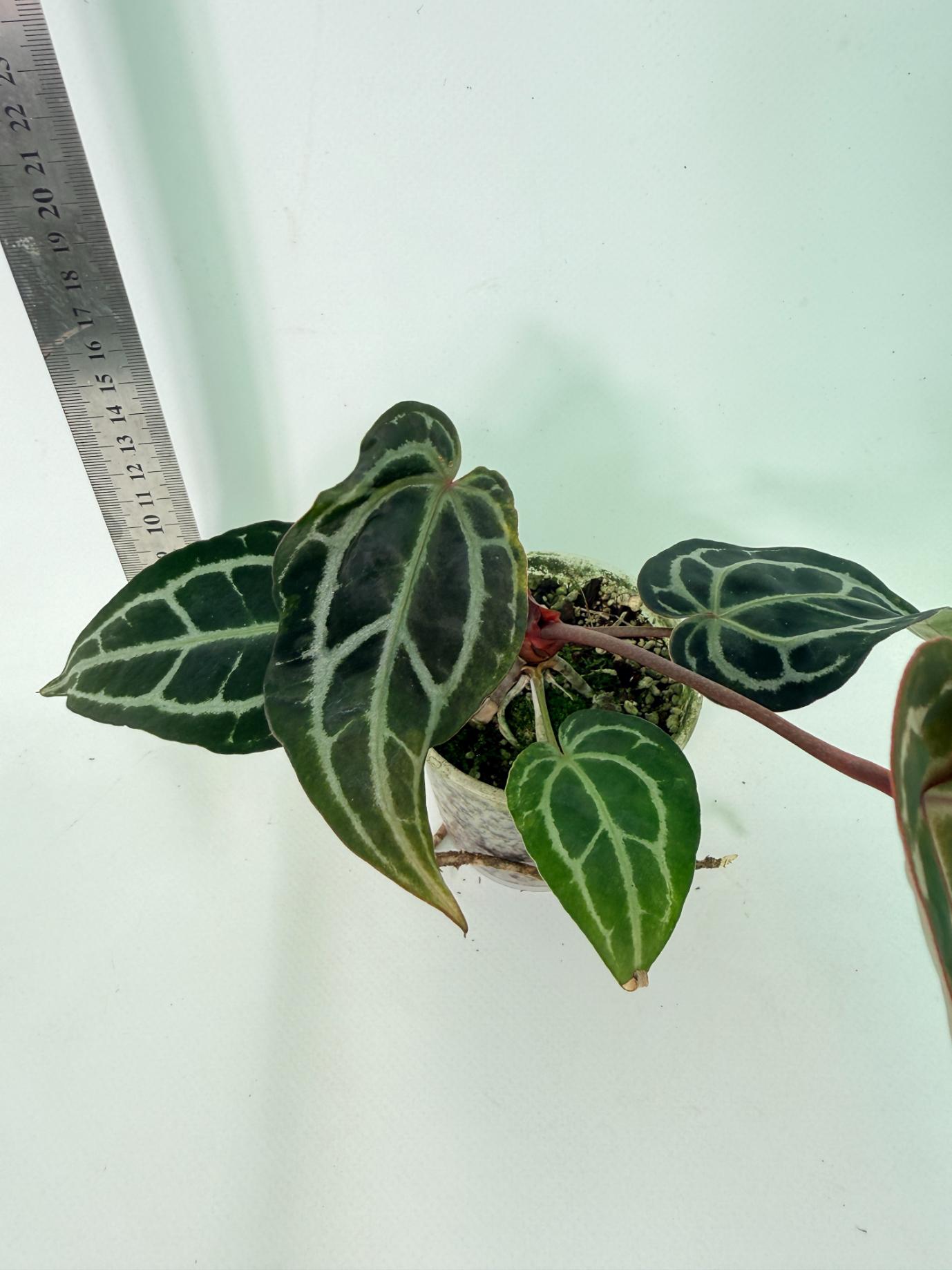 Anthurium Red Crystallinum 6