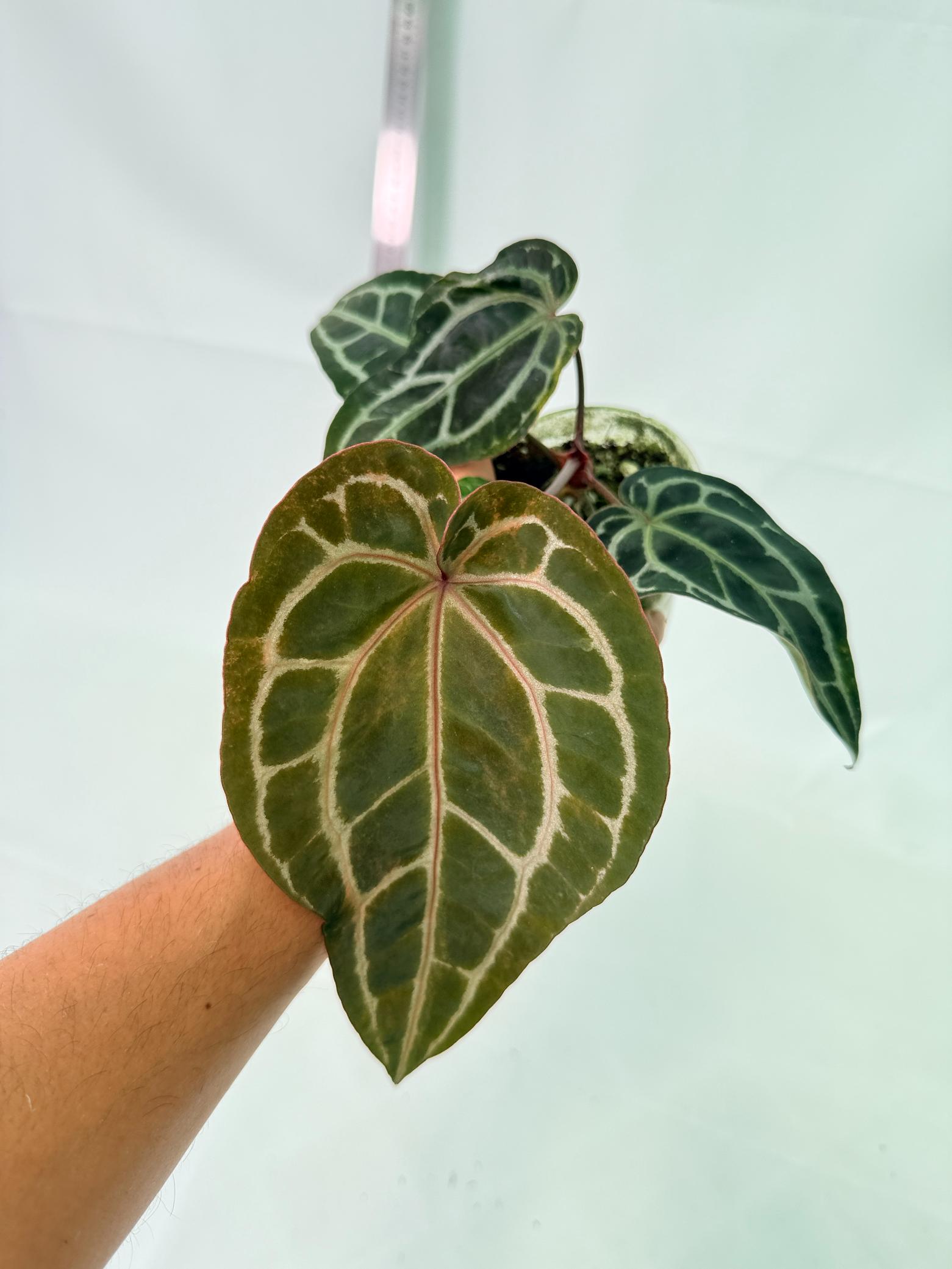 Anthurium Red Crystallinum 1