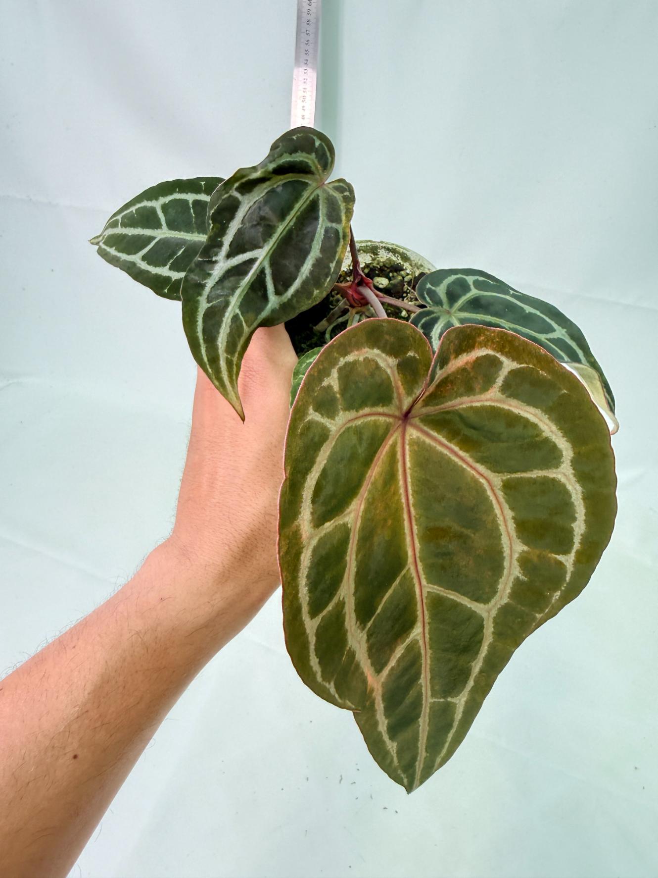Anthurium Red Crystallinum 7