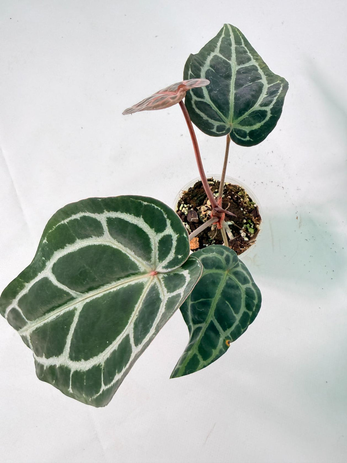 Anthurium Red Crystallinum 09