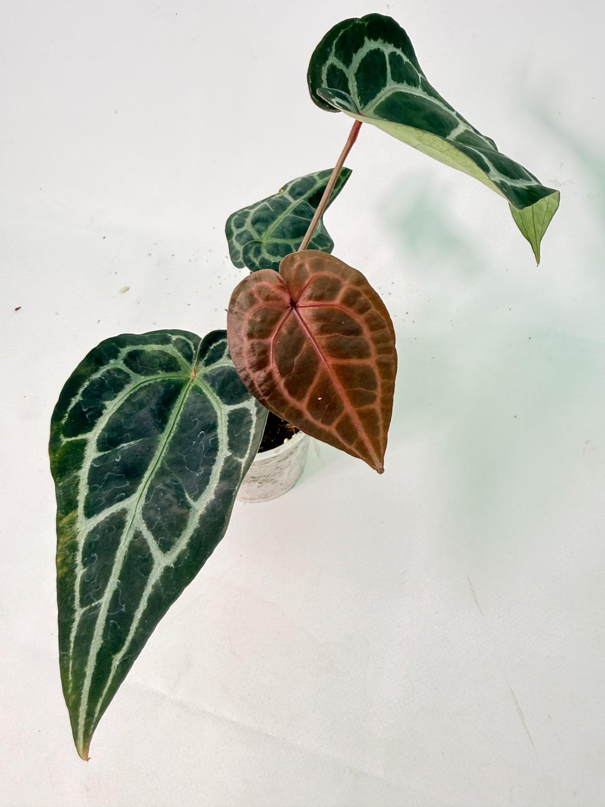 Anthurium Red Crystallinum 01