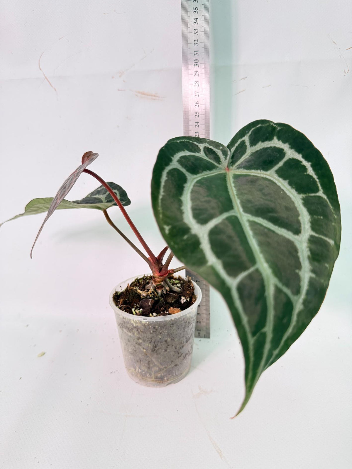 Anthurium Red Crystallinum 10