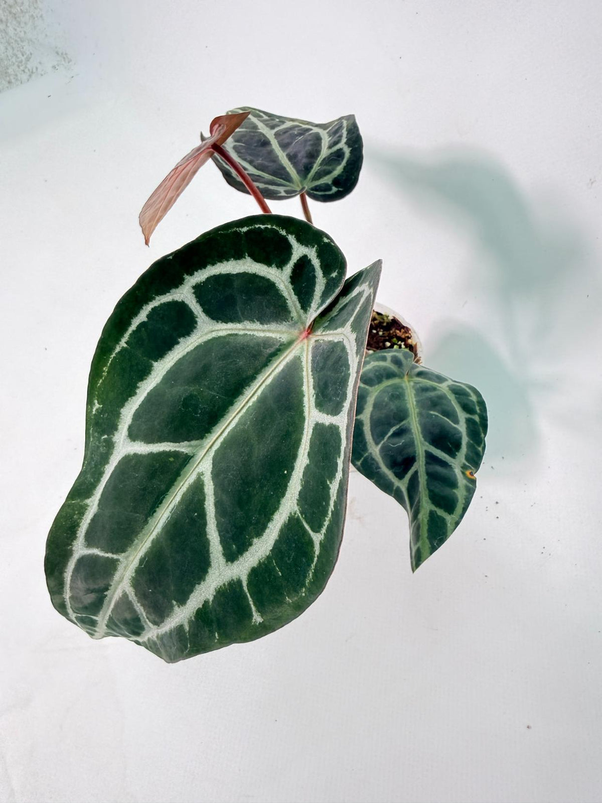 Anthurium Red Crystallinum 02