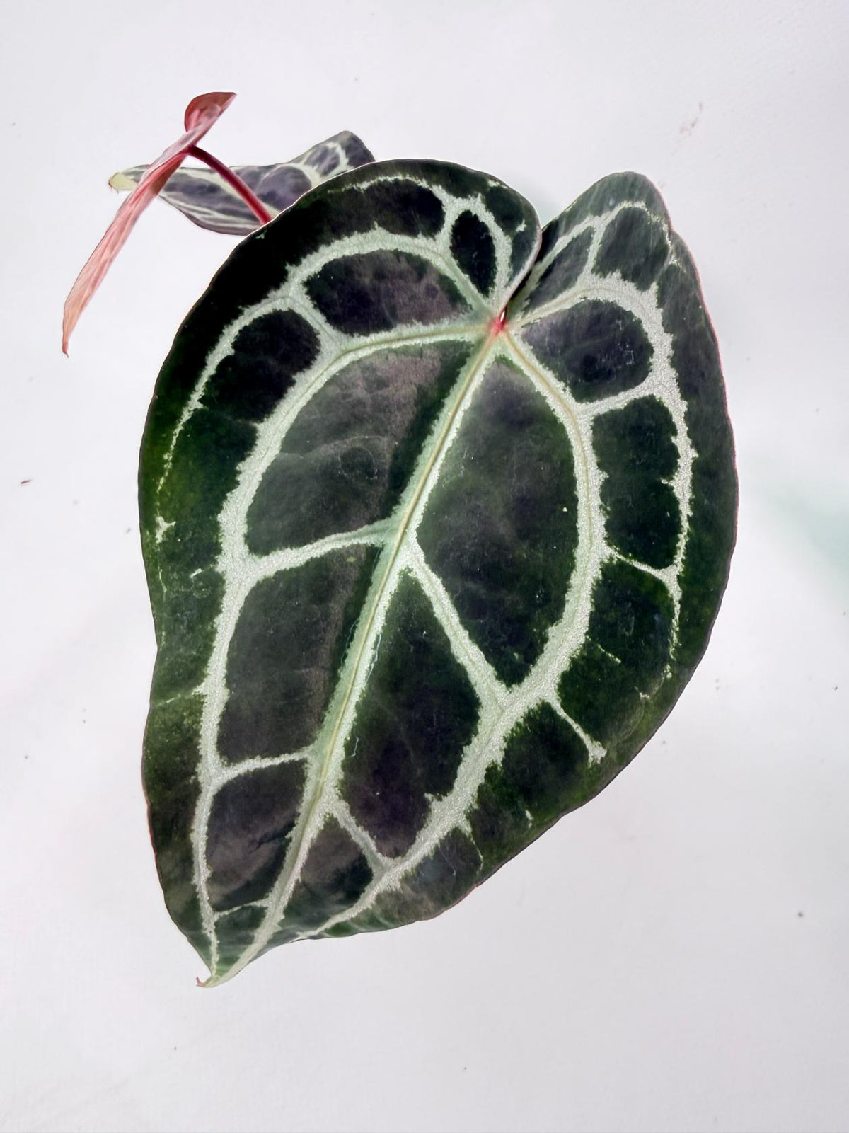 Anthurium Red Crystallinum 03