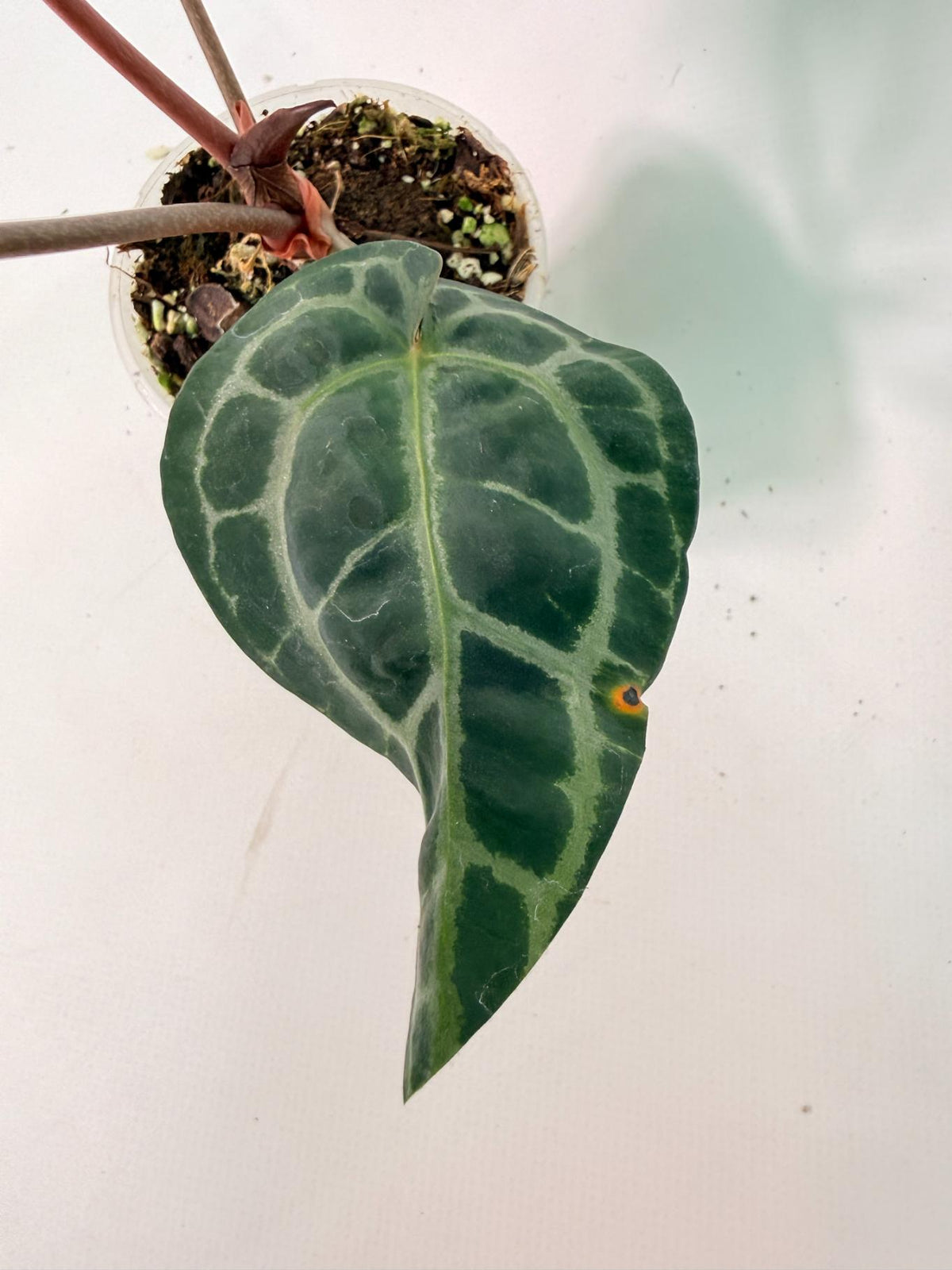 Anthurium Red Crystallinum 04
