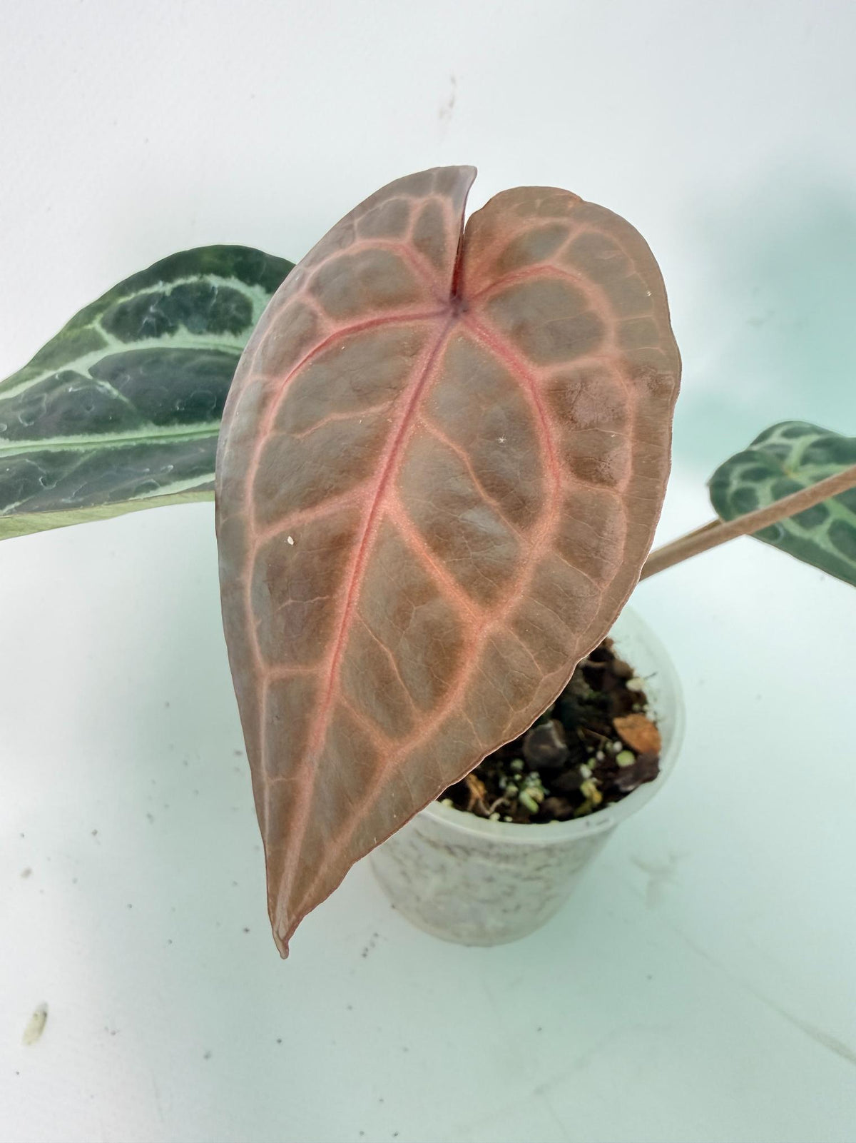 Anthurium Red Crystallinum 05