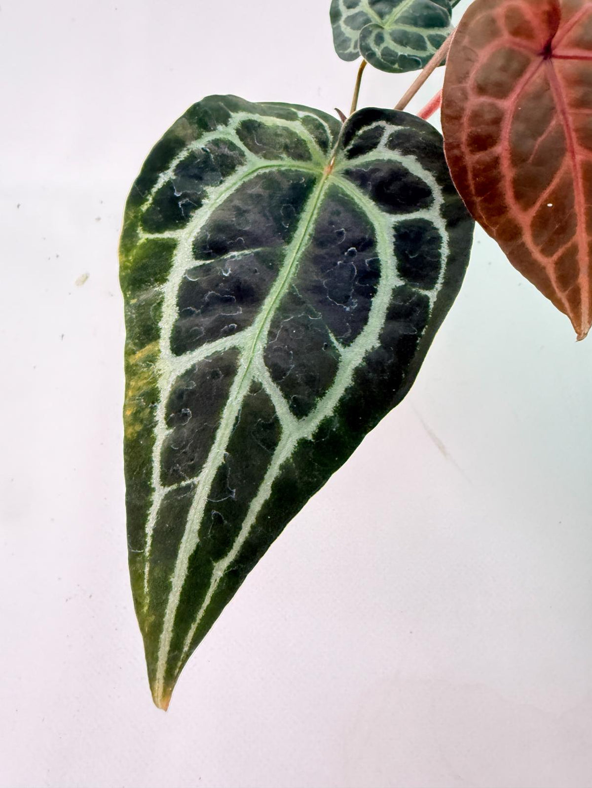 Anthurium Red Crystallinum 06