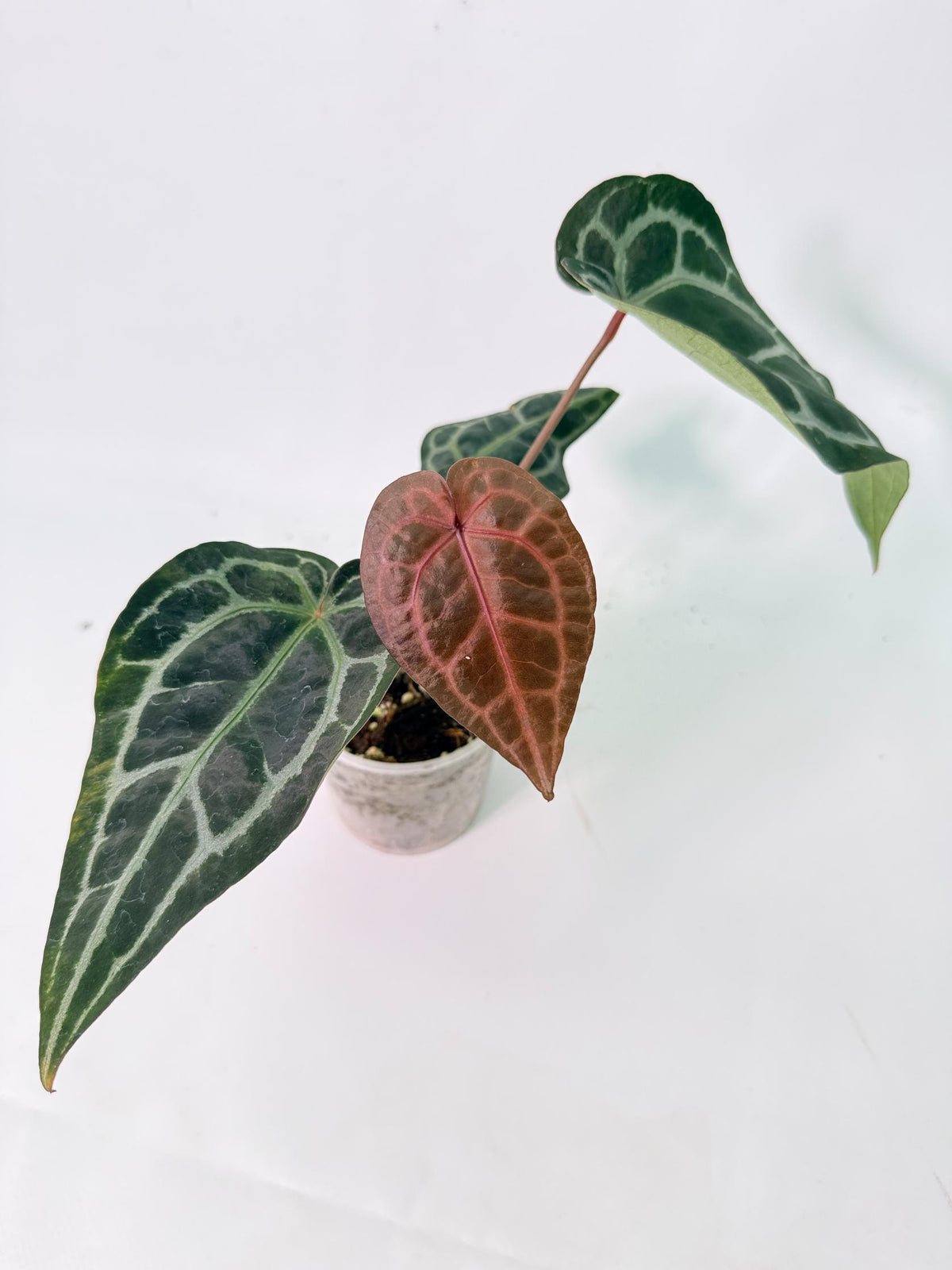 Anthurium Red Crystallinum 07