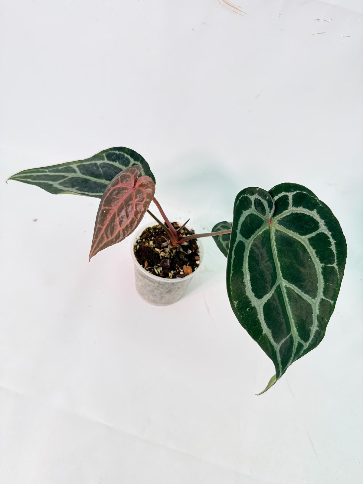 Anthurium Red Crystallinum 08