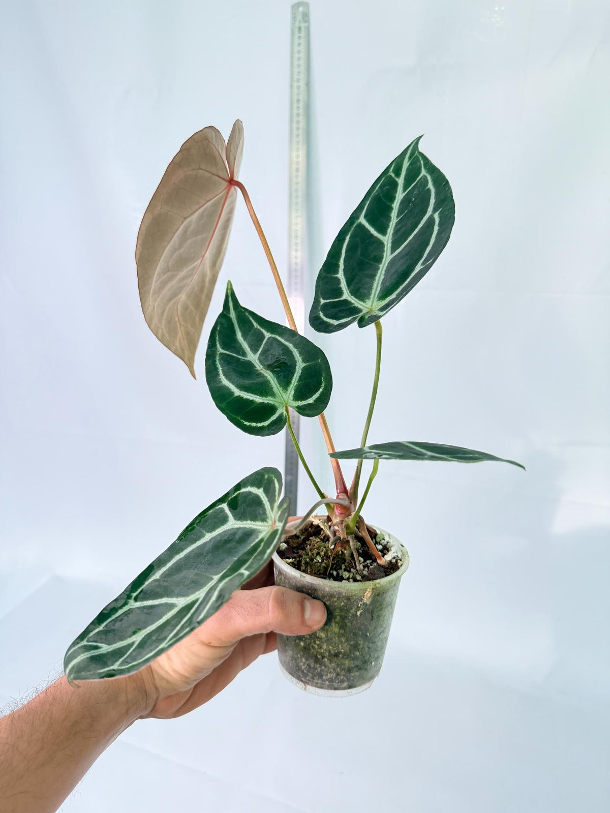 Anthurium Red Crystallinum x Dorayaki 3