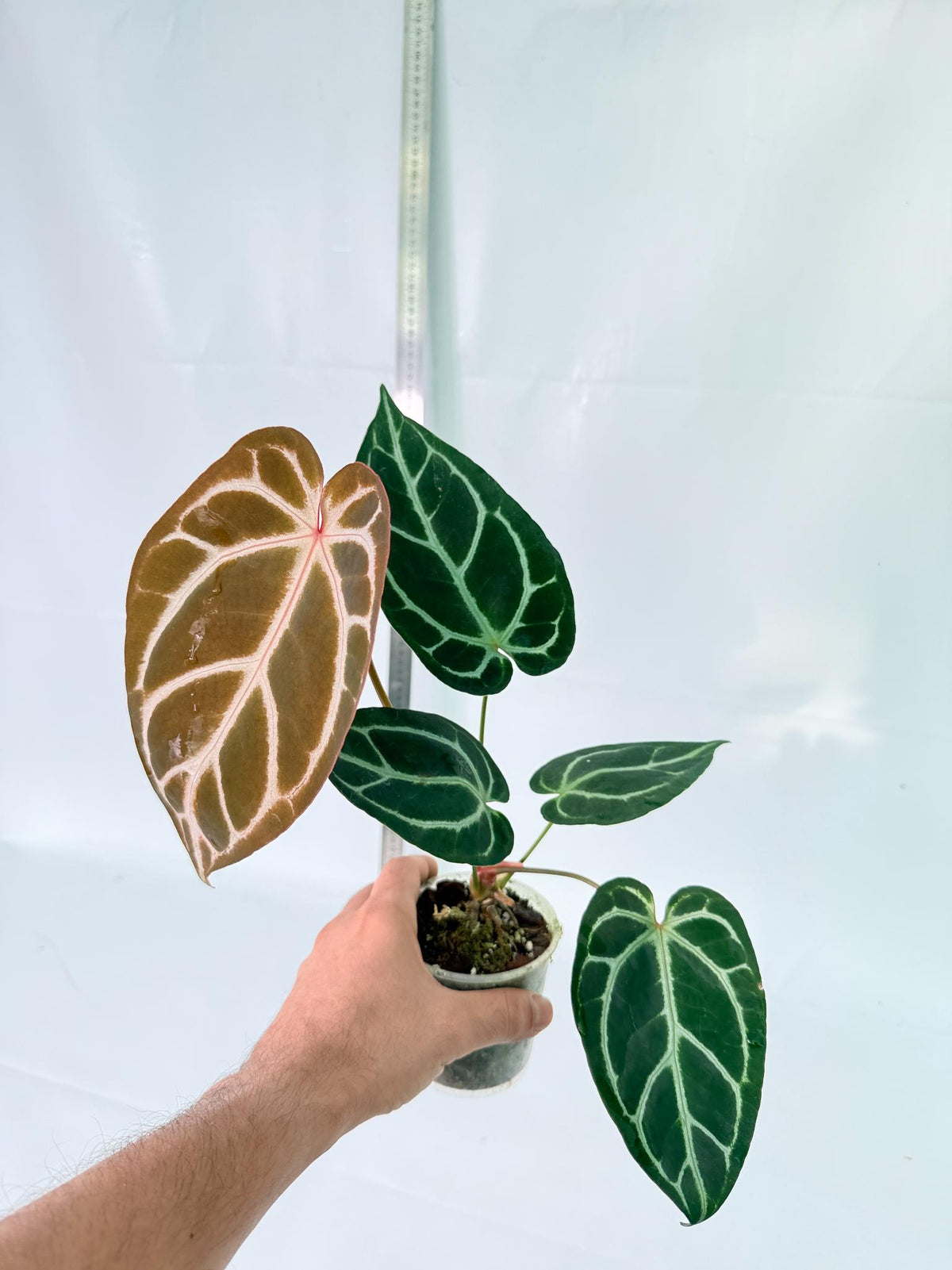 Anthurium Red Crystallinum x Dorayaki 4