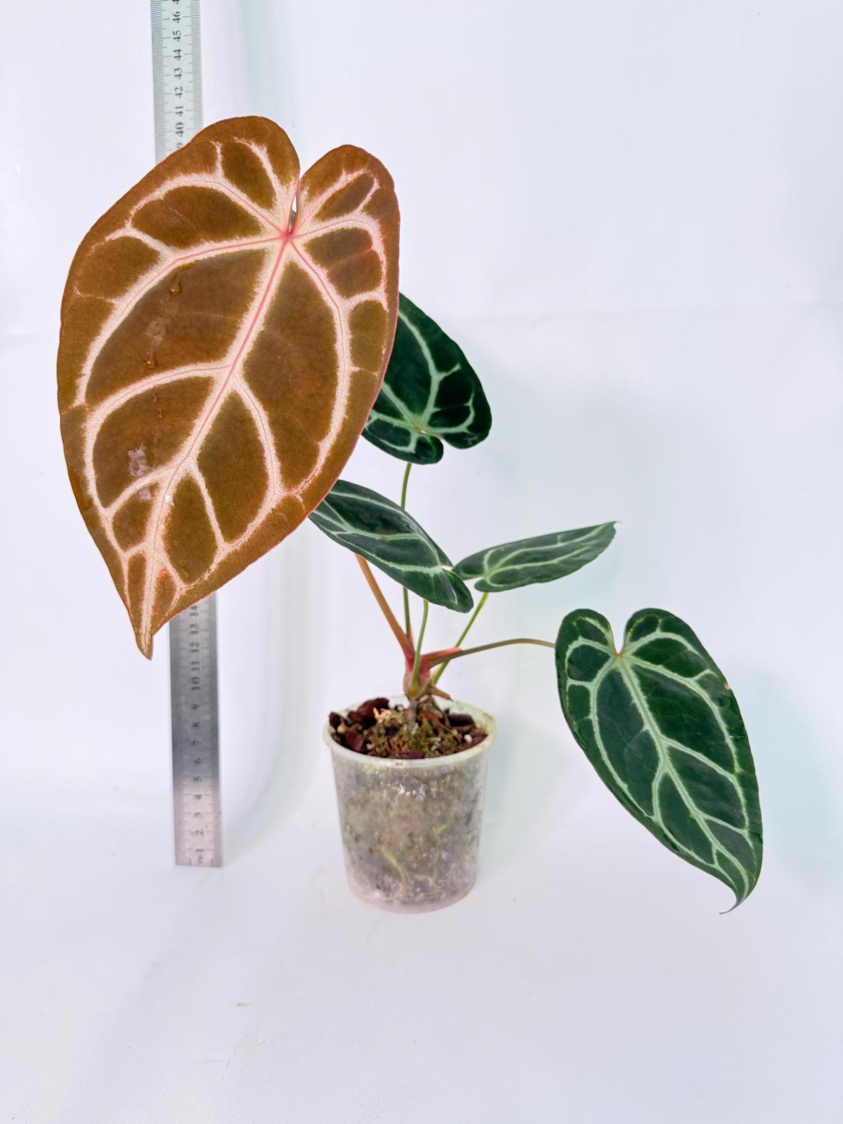 Anthurium Red Crystallinum x Dorayaki 2