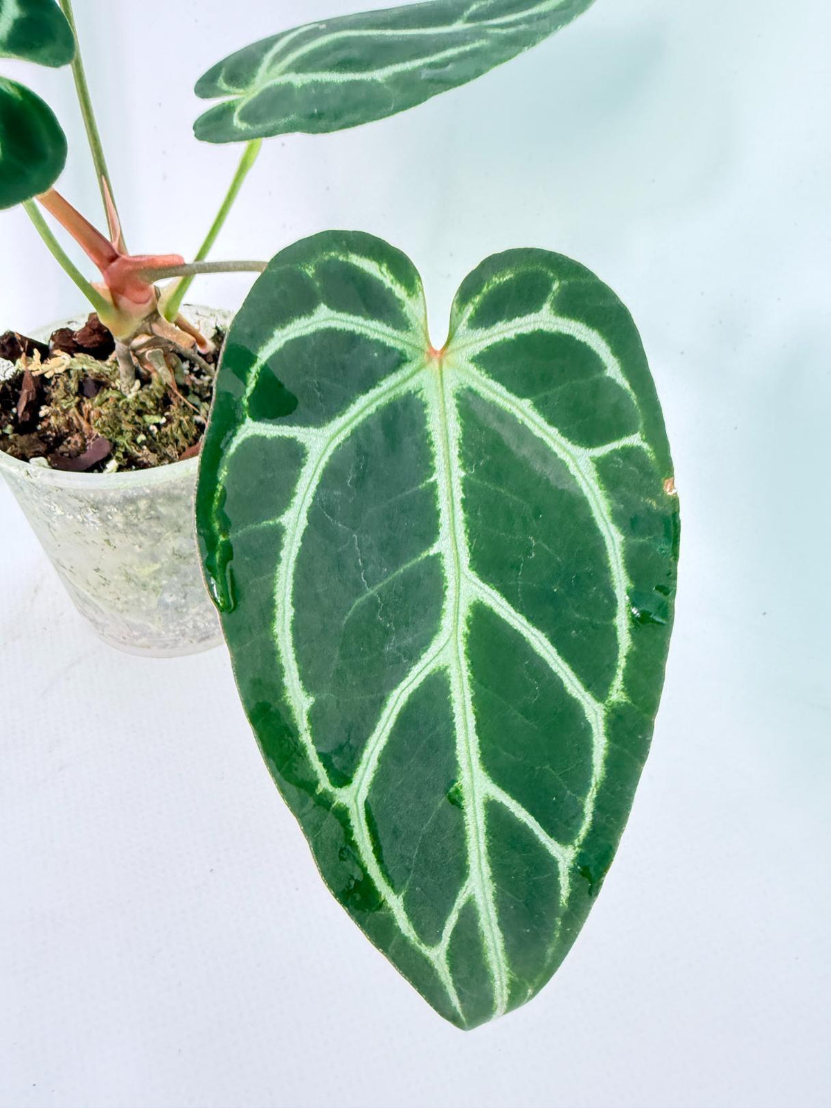 Anthurium Red Crystallinum x Dorayaki 7