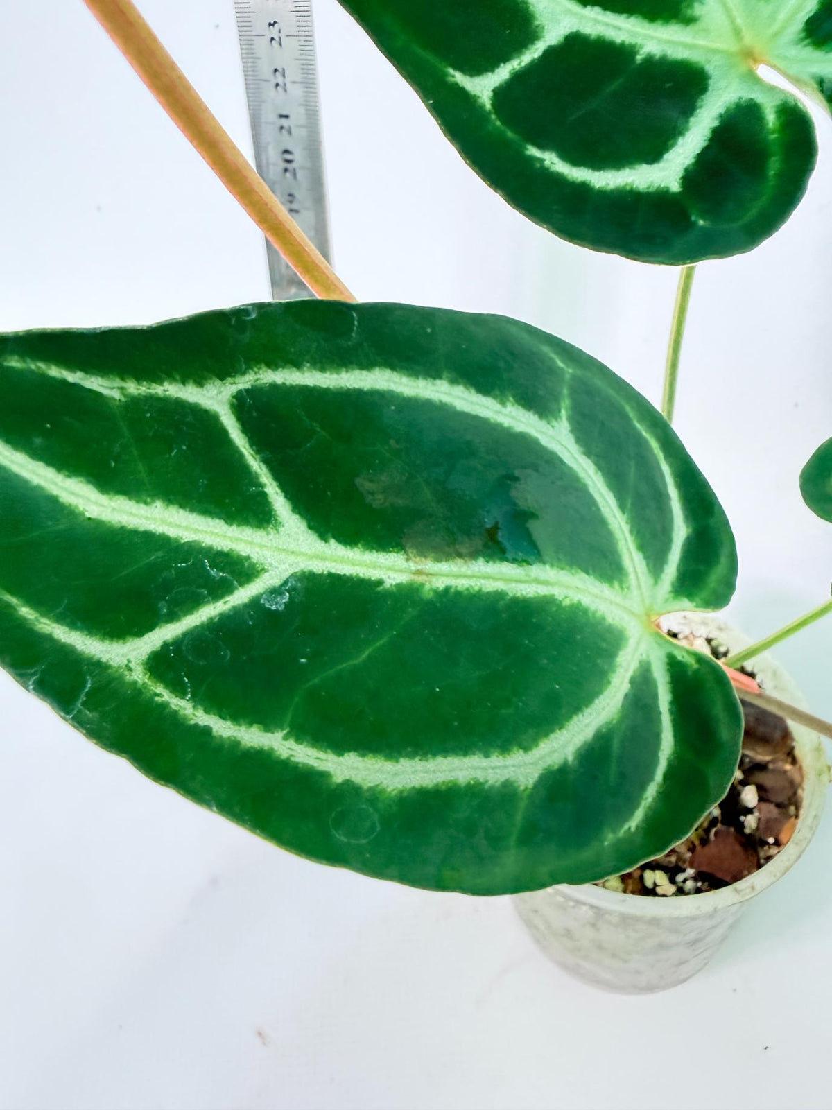 Anthurium Red Crystallinum x Dorayaki 9