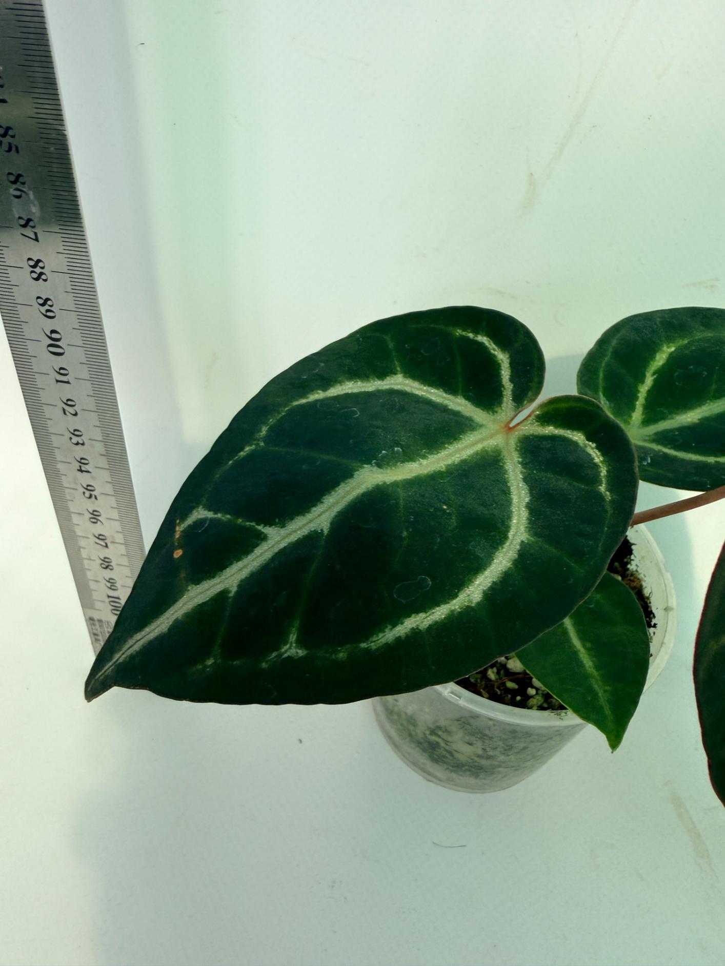 Anthurium Red Crystallinum x Dorayaki 7