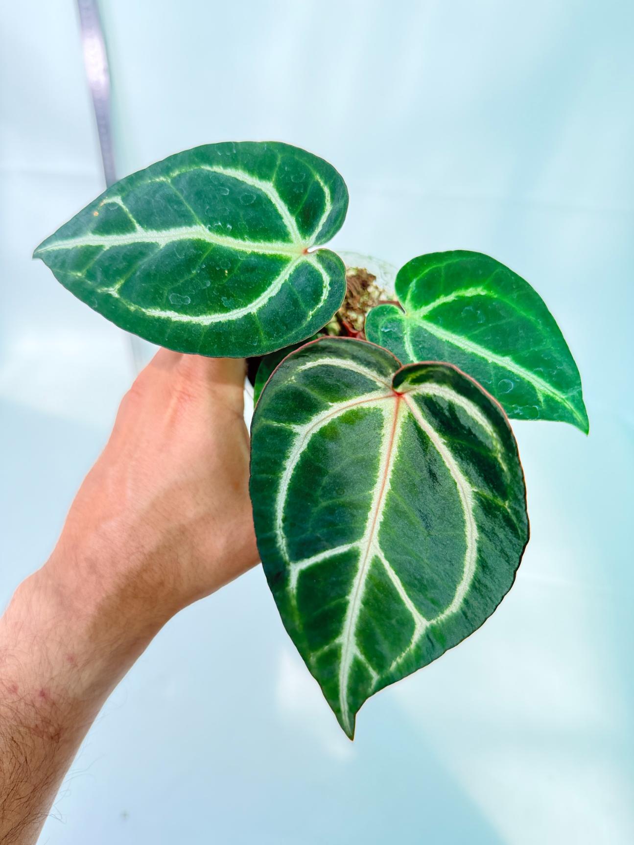 Anthurium Red Crystallinum x Dorayaki 1