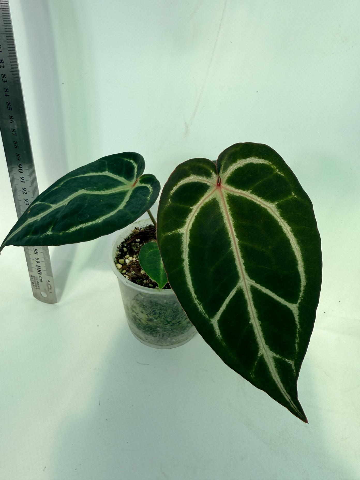 Anthurium Red Crystallinum x Dorayaki 5