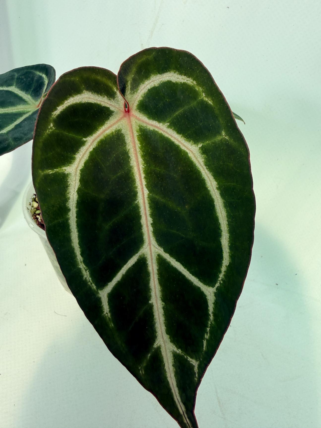 Anthurium Red Crystallinum x Dorayaki 10