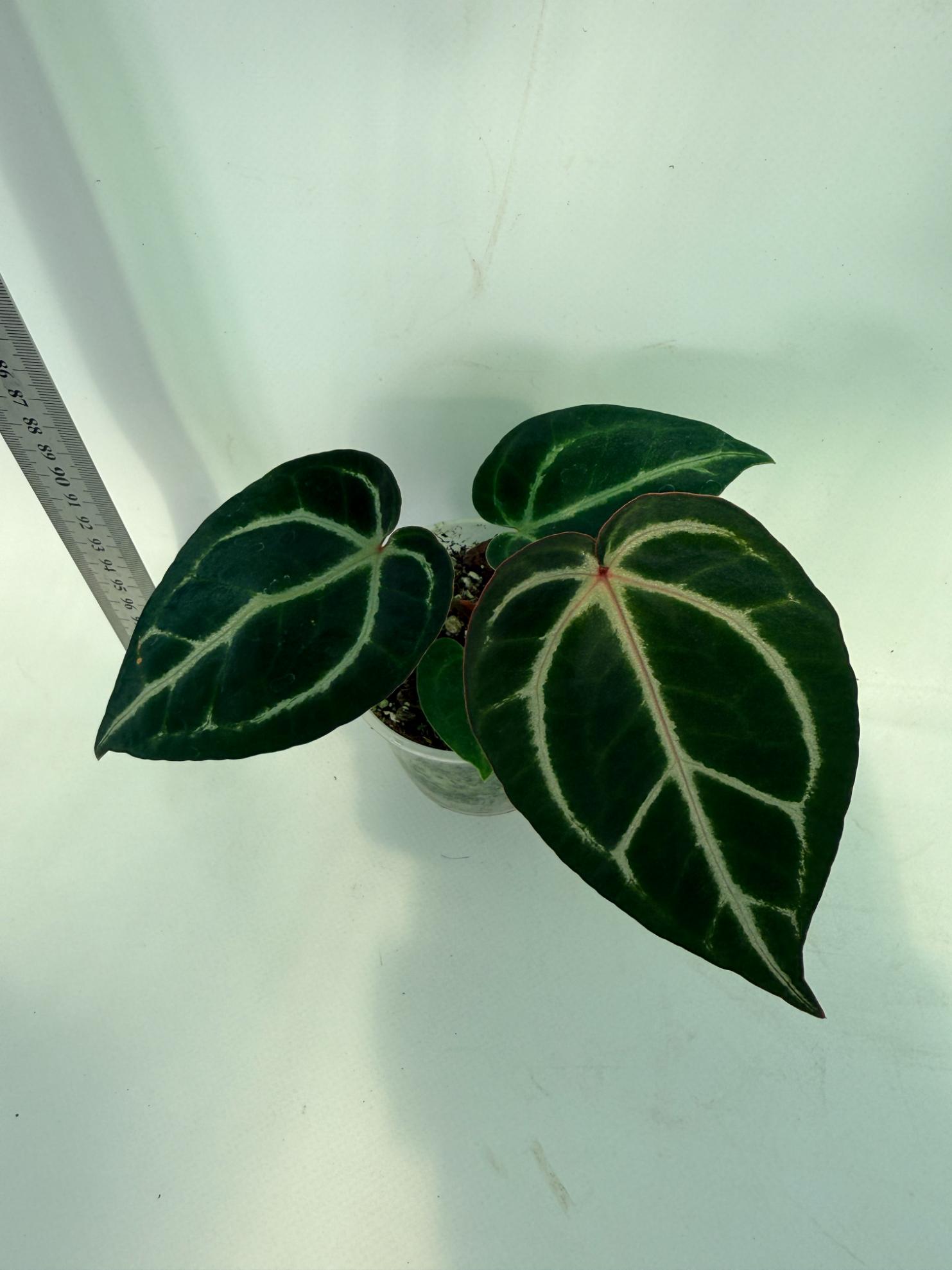 Anthurium Red Crystallinum x Dorayaki 12