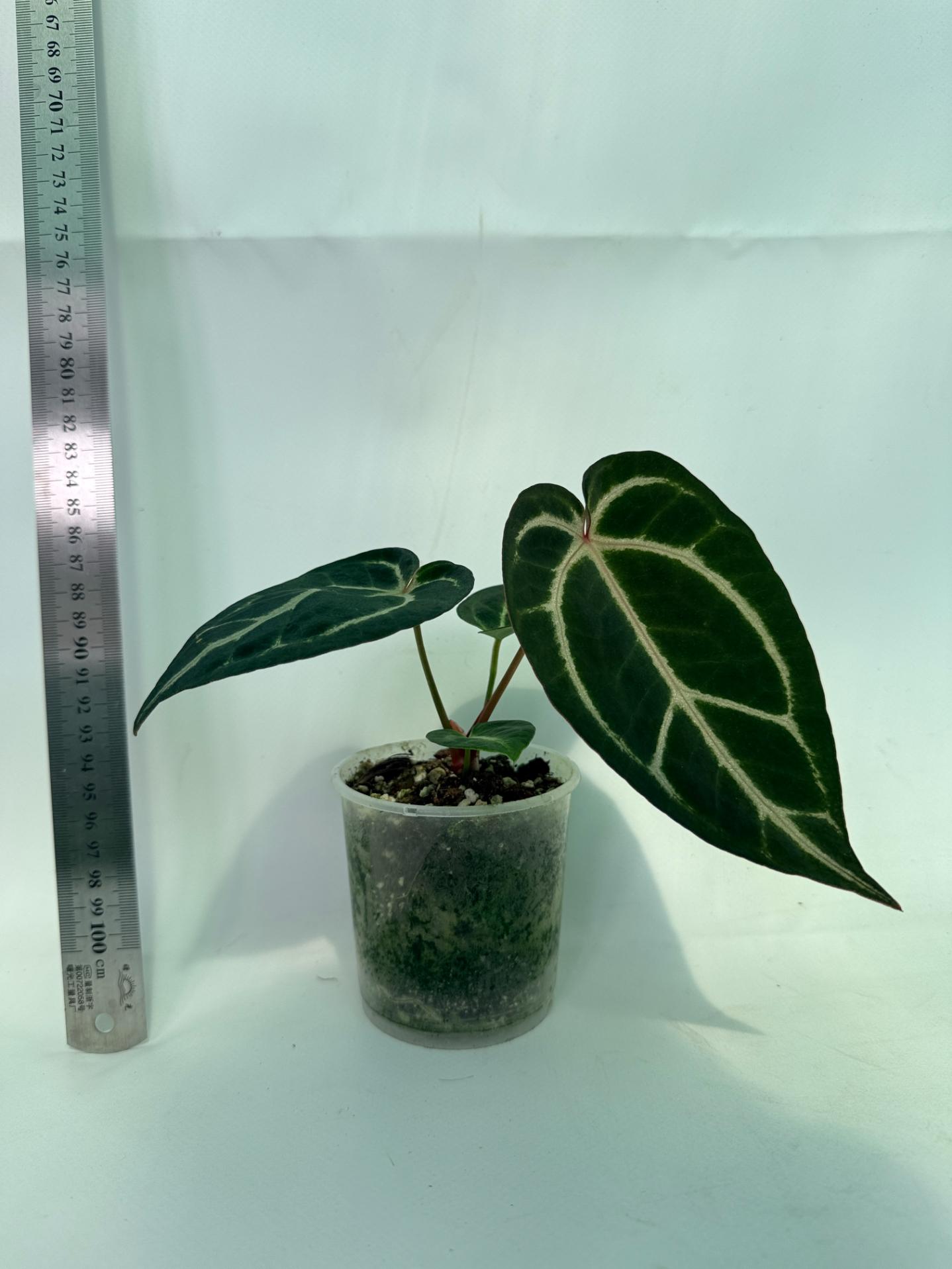 Anthurium Red Crystallinum x Dorayaki 4